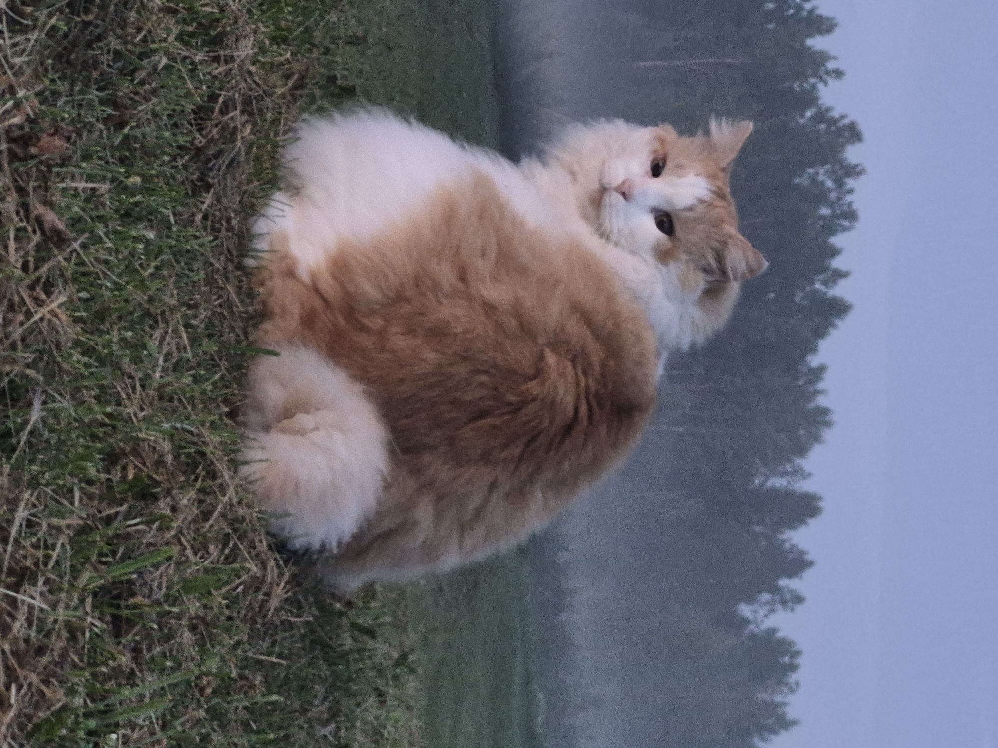 Cat in a field, sky on fire — dusk in rural Estonia