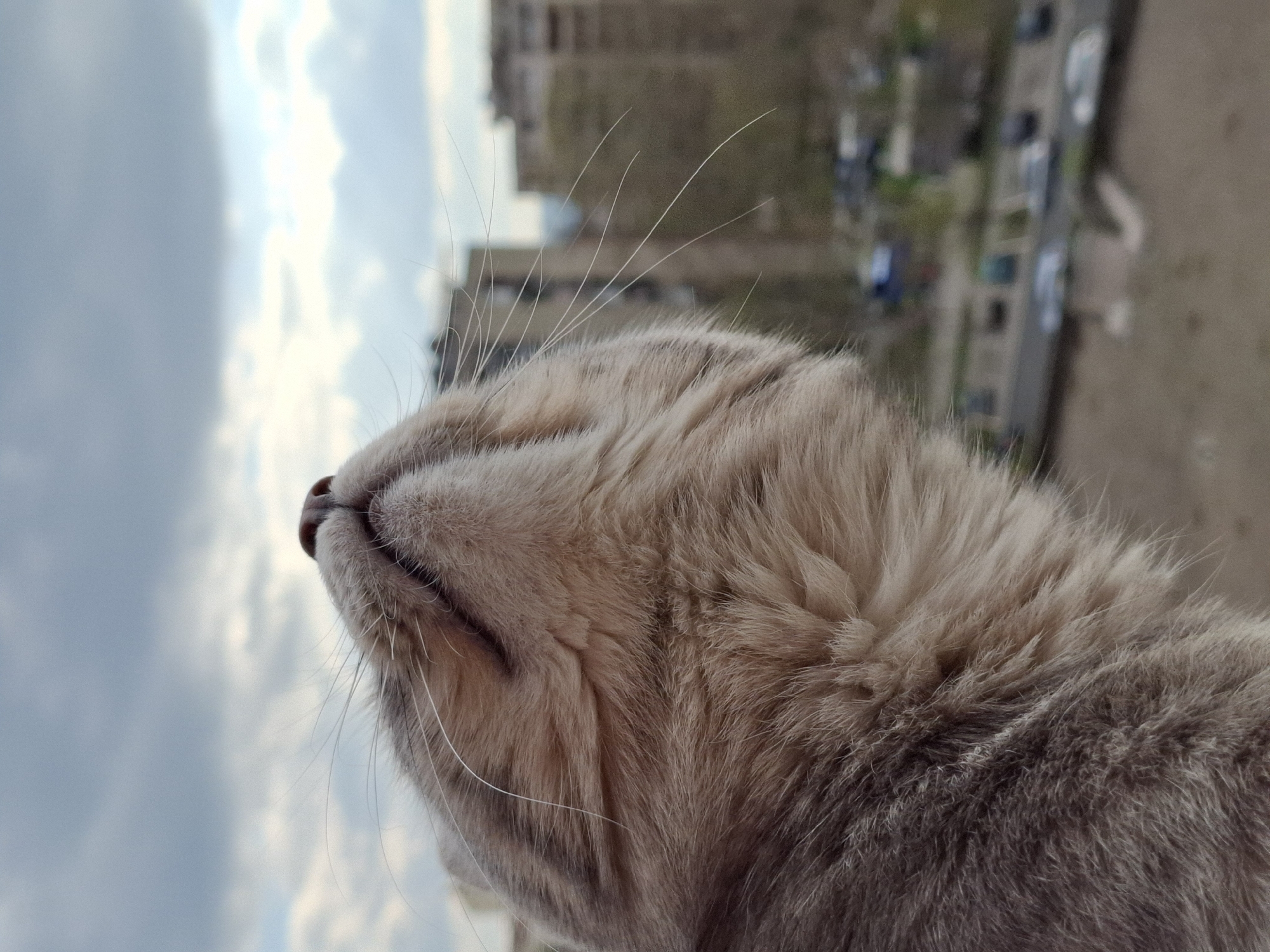 Grey tabby cat photographed looking skyward on April 9