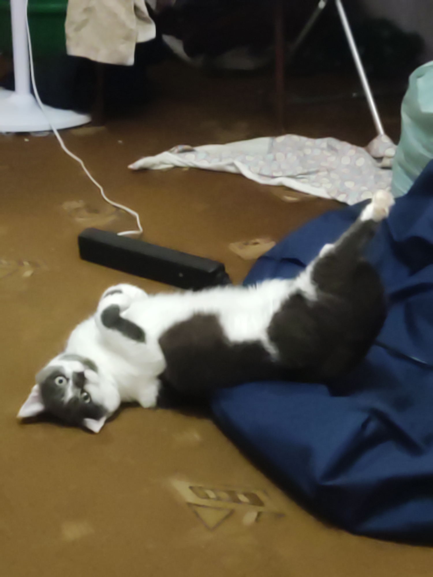 Black and white cat fully stretched out on a dark blue surface