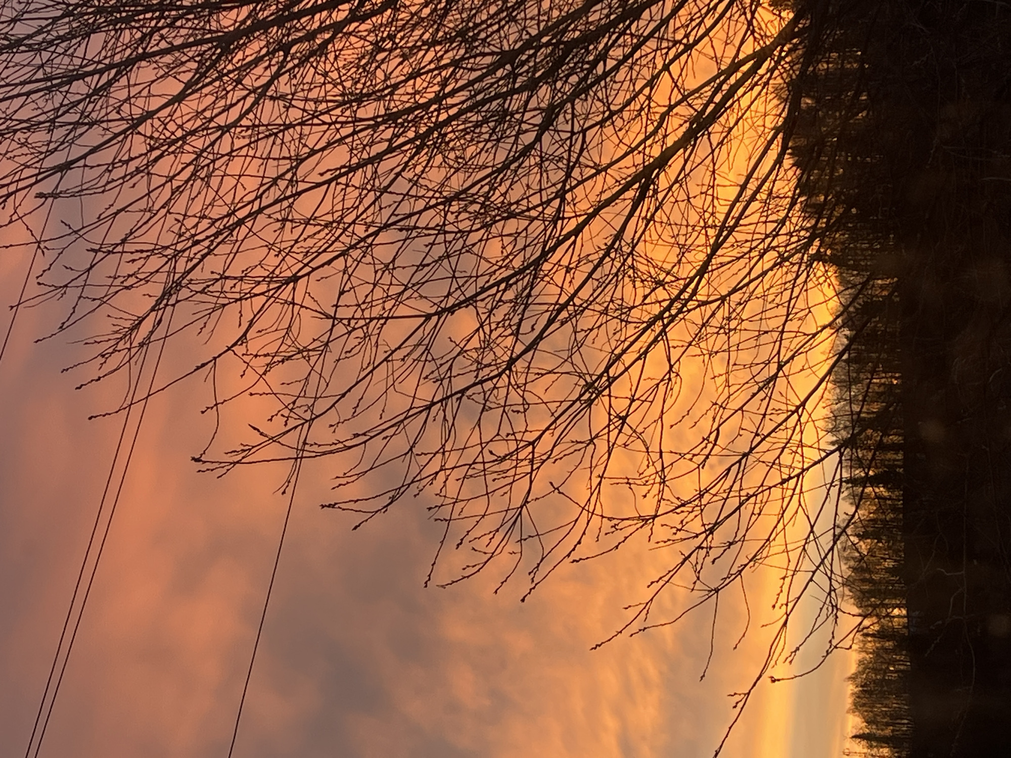 Sunset colors frame bare trees in Krasnoyarsk, Russia
