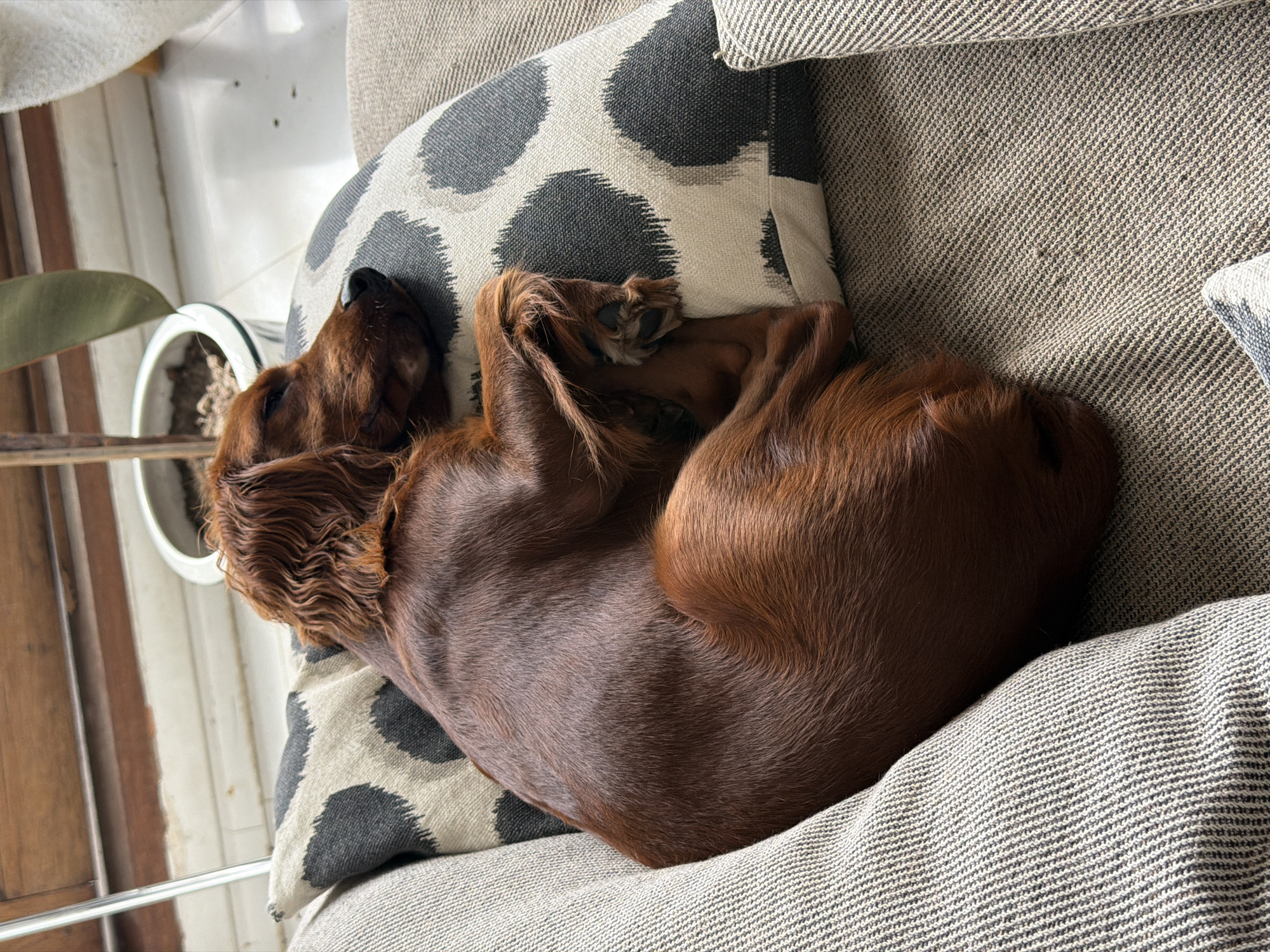 Quiet morning moments with pets and food in Thailand