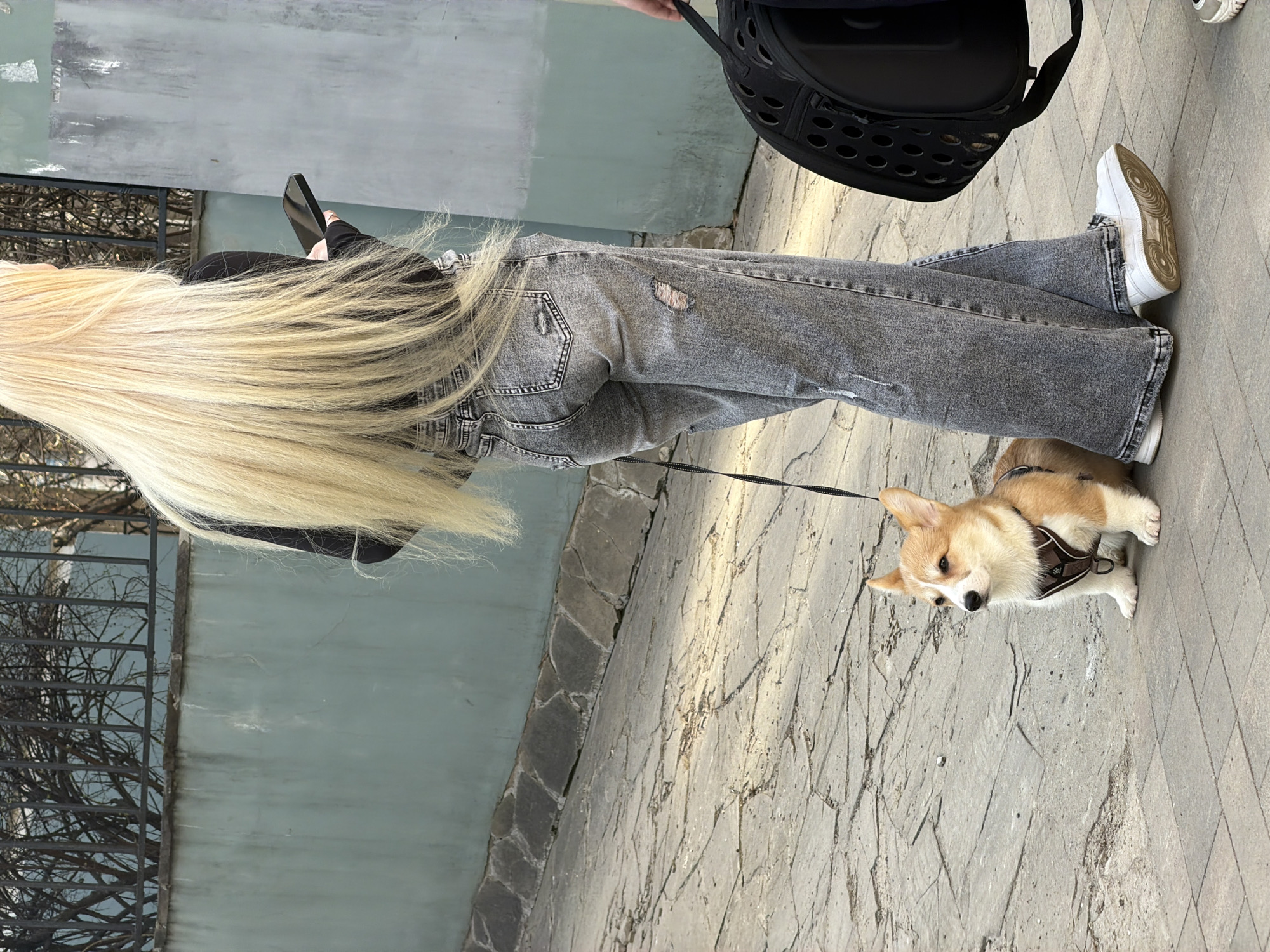 Two women walk corgi on Voronezh sidewalk Saturday afternoon