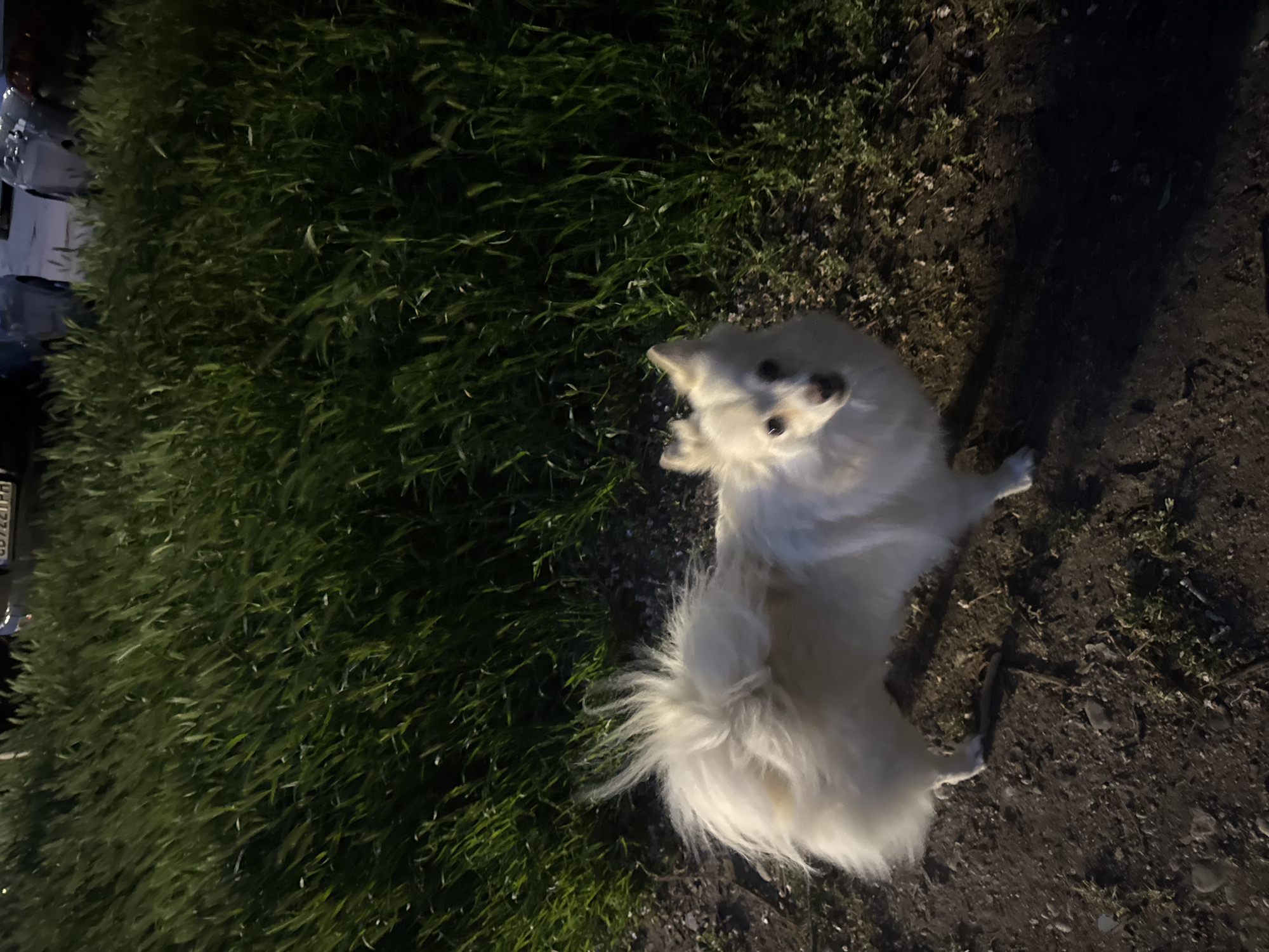 White dog spotted in urban evening setting