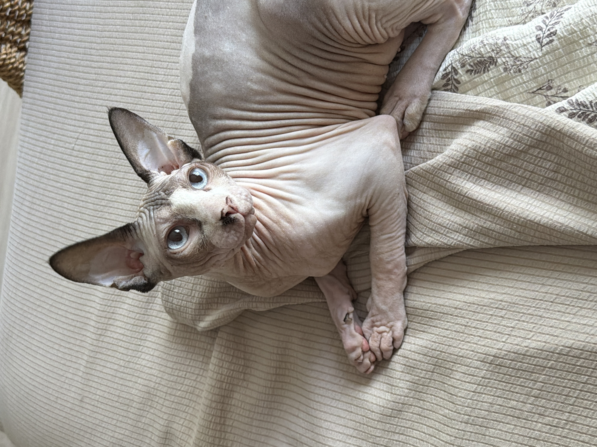 Sphynx cat lounging at home in Odesa