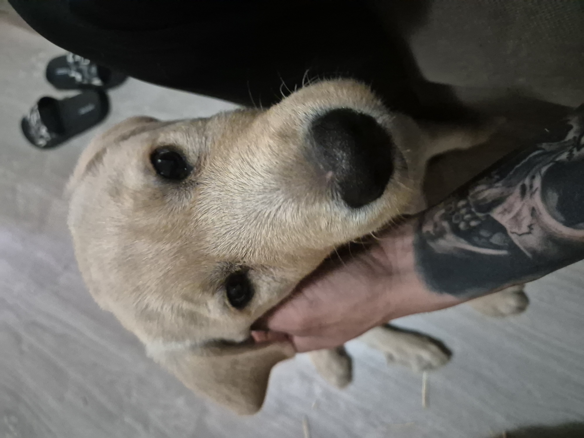 Labrador Retriever photographed with tattooed owner in Bulgarian village