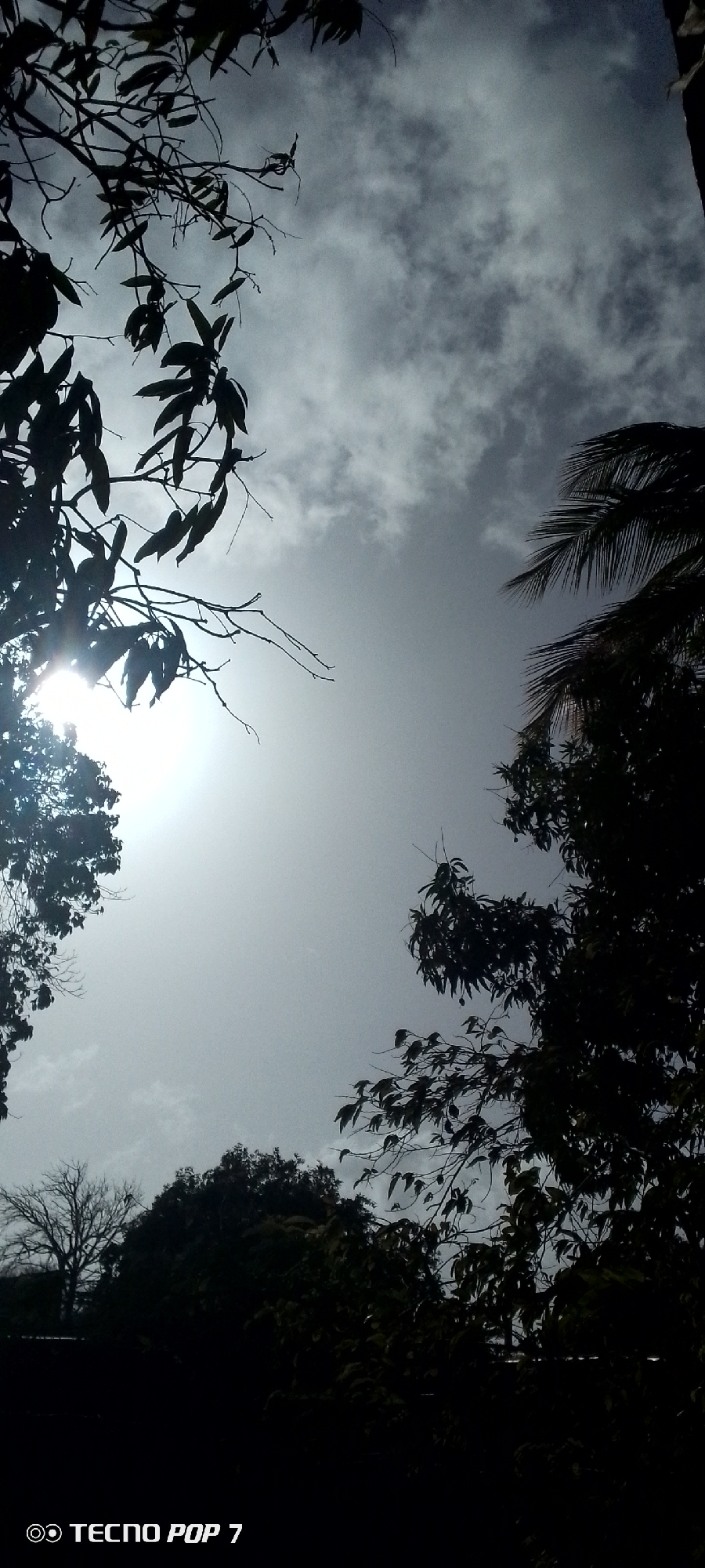 Observer documents trees and sky in Venezuela neighborhood