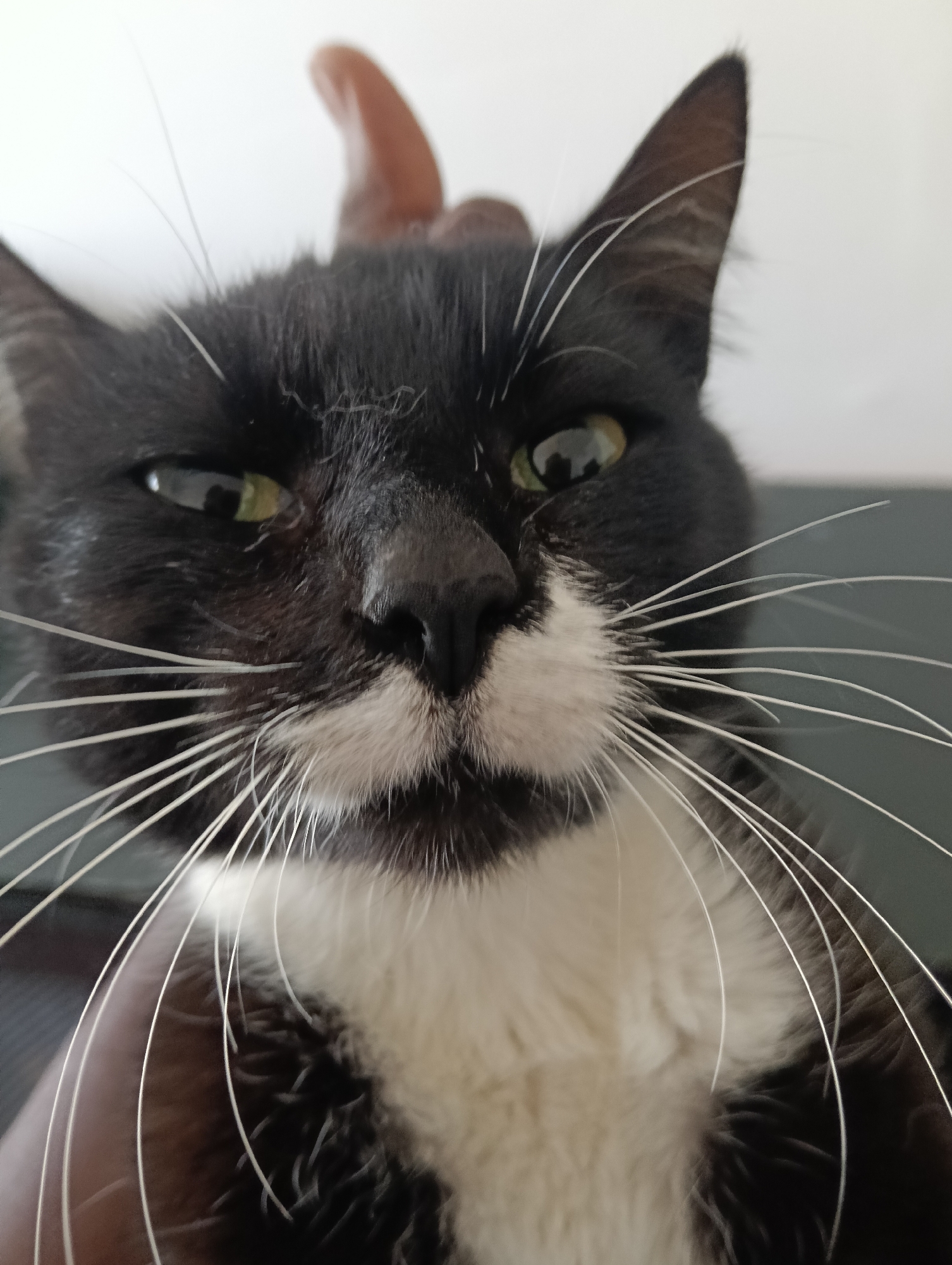 Cat receives medical care with IV treatment in Nairobi