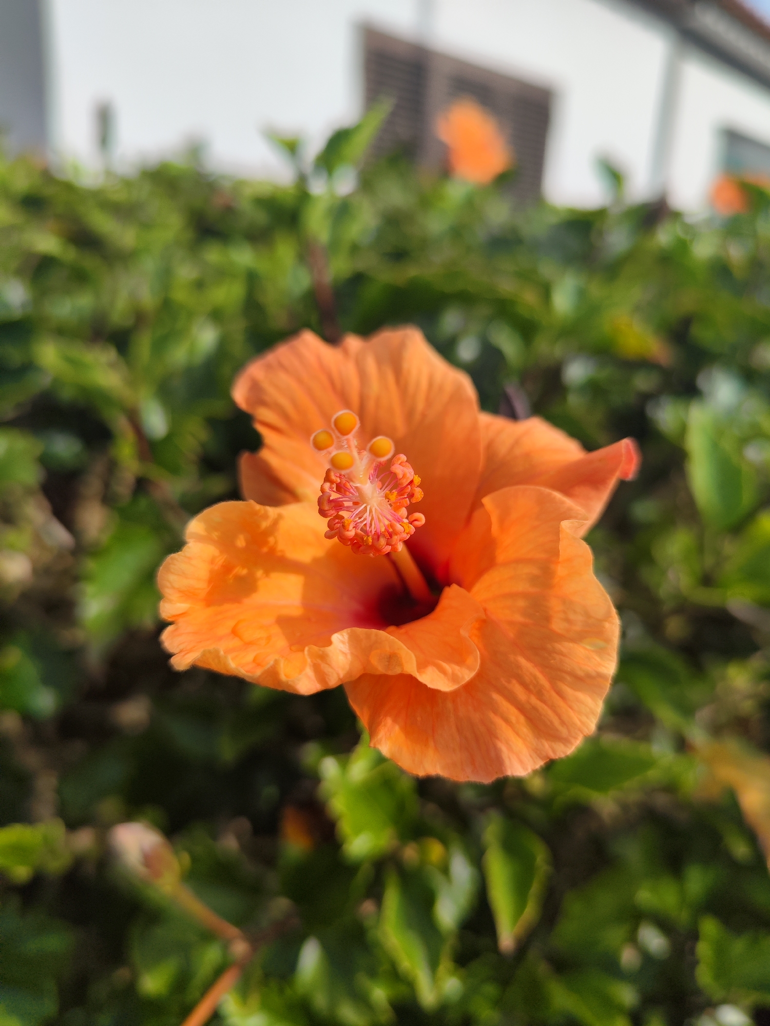 Spring flowers bloom in Ribeira Grande, Portugal neighborhood