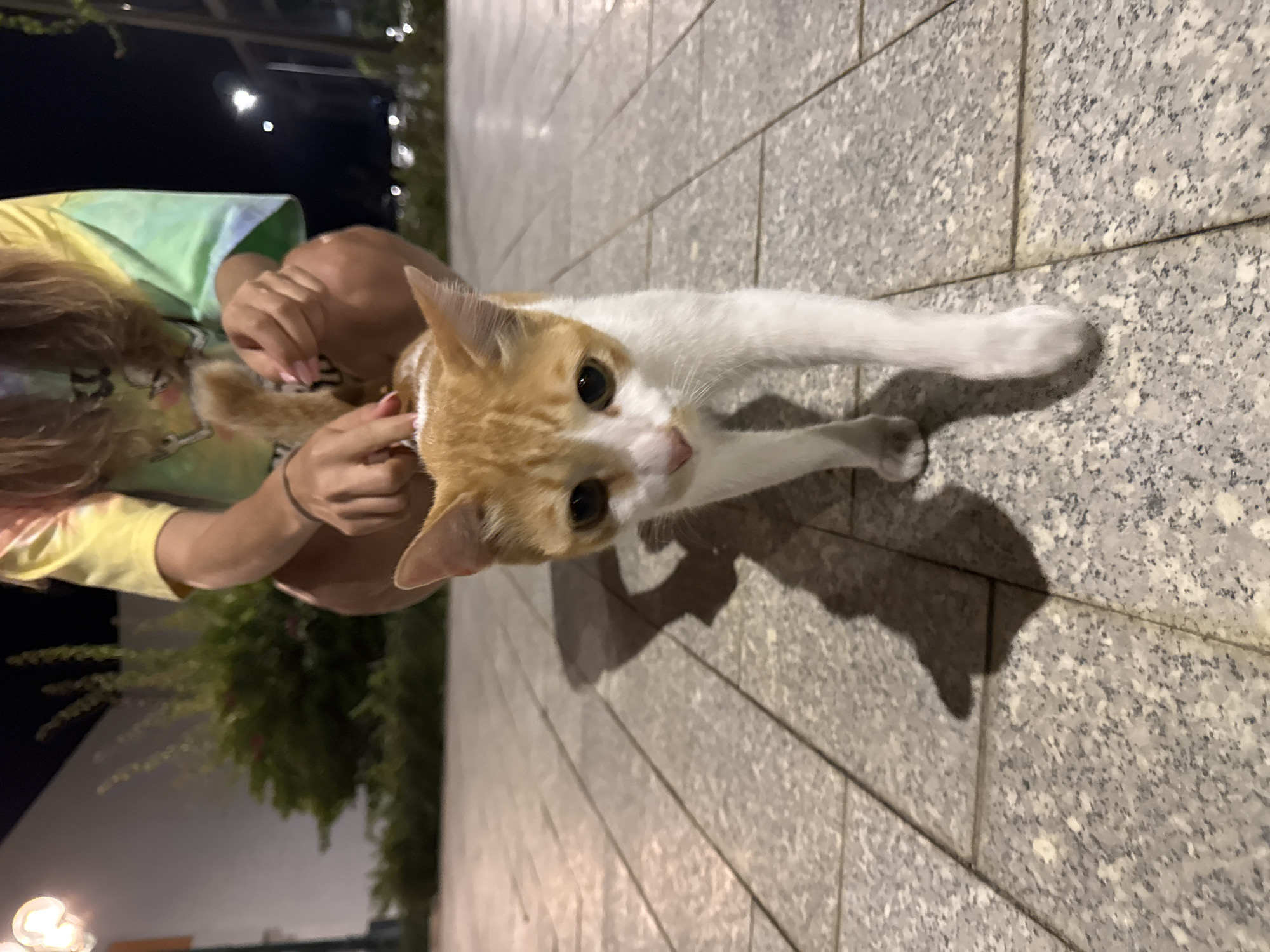 Evening street cat draws attention from pedestrians in Vietnamese city