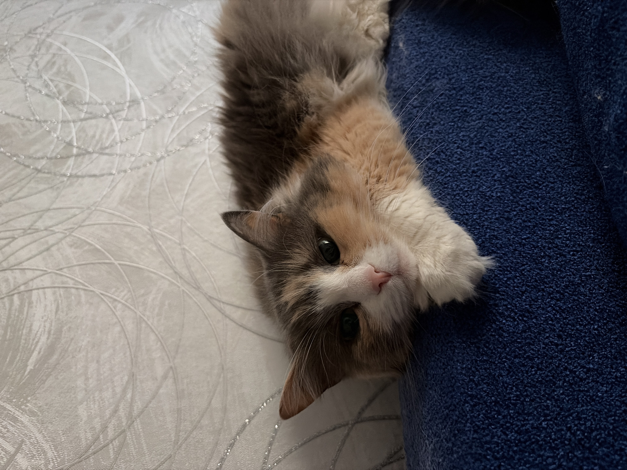 Quiet afternoon with calico cat captured in Perm home