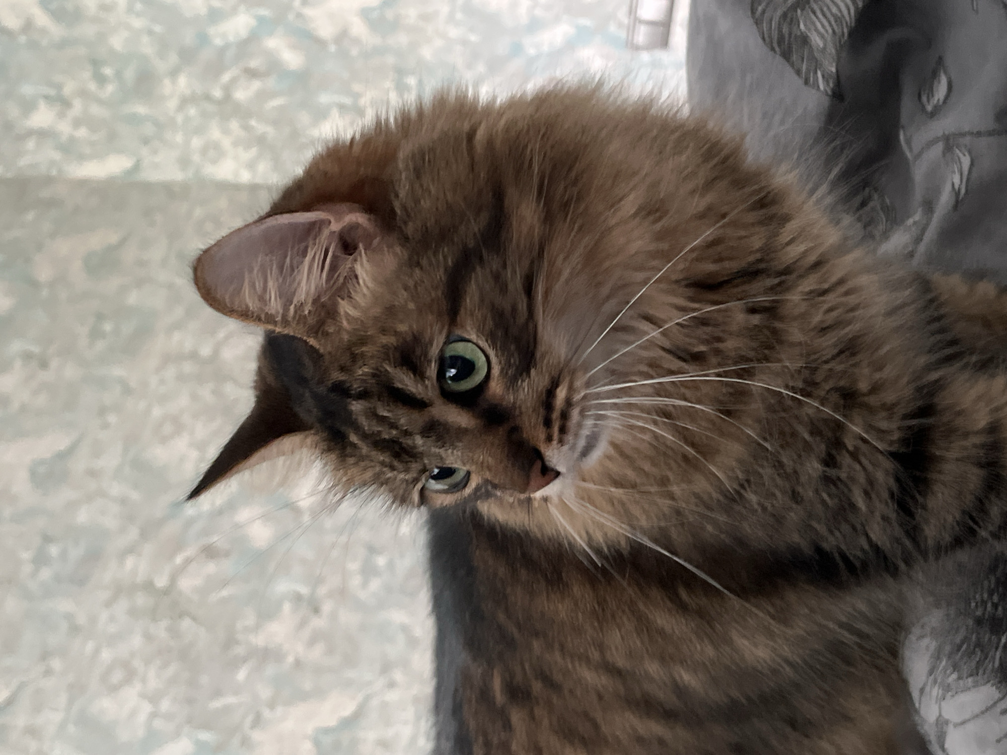 Tabby cat at home in Babruysk, with a glimpse of the living room