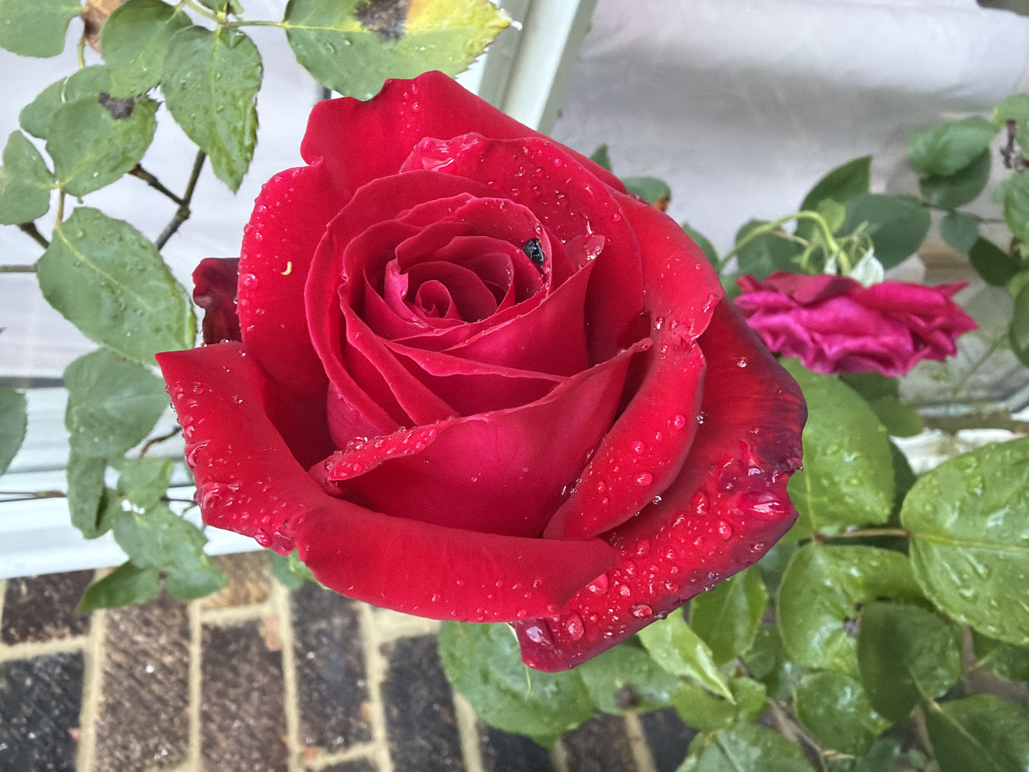 Londoner captures rainy day moments across city neighborhoods