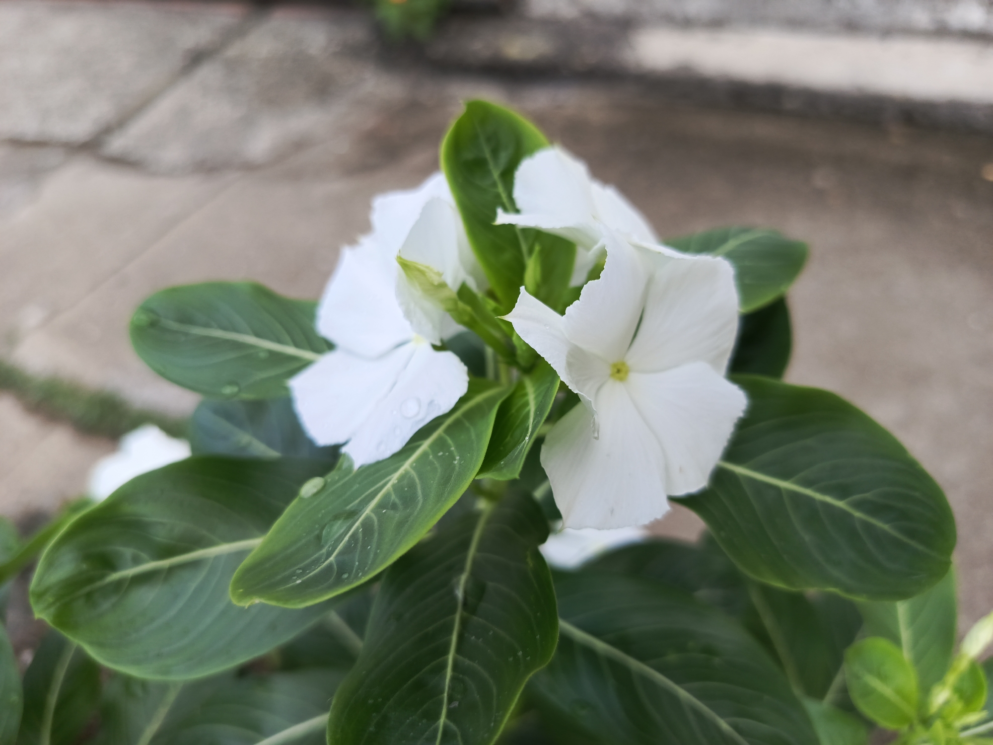 Resident documents flowering plants and quiet streets in Tinaco, Venezuela