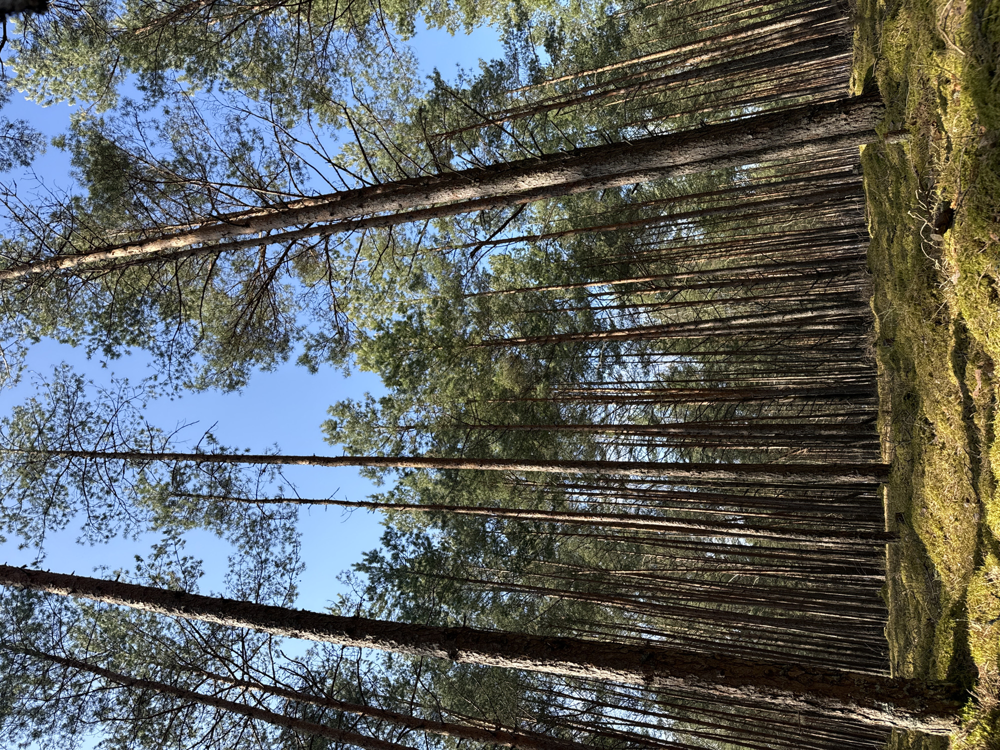 Pine forest scenes captured near Carnikava, Latvia