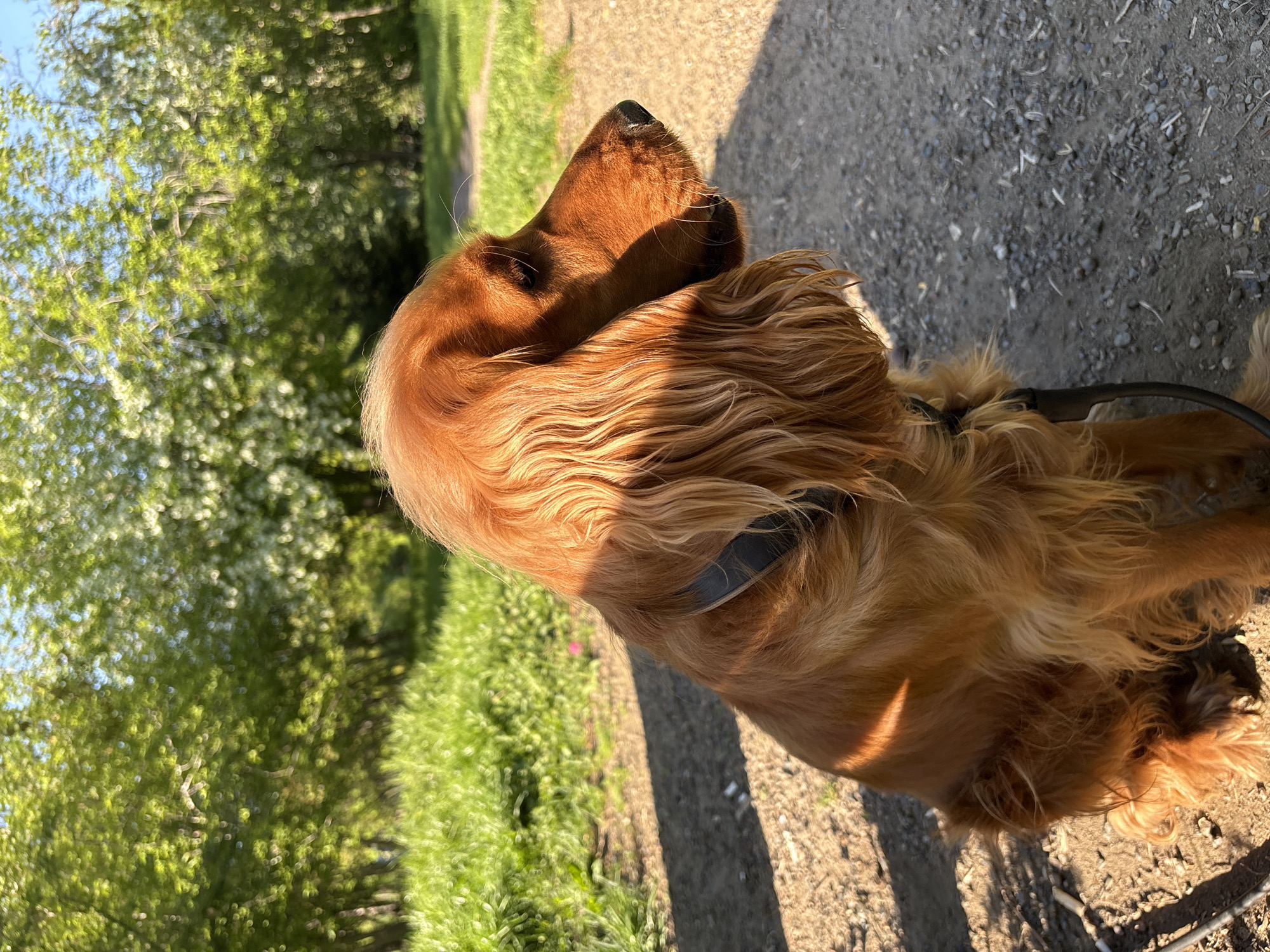 Dog walker enjoys sunny morning in Krasnoyarsk park