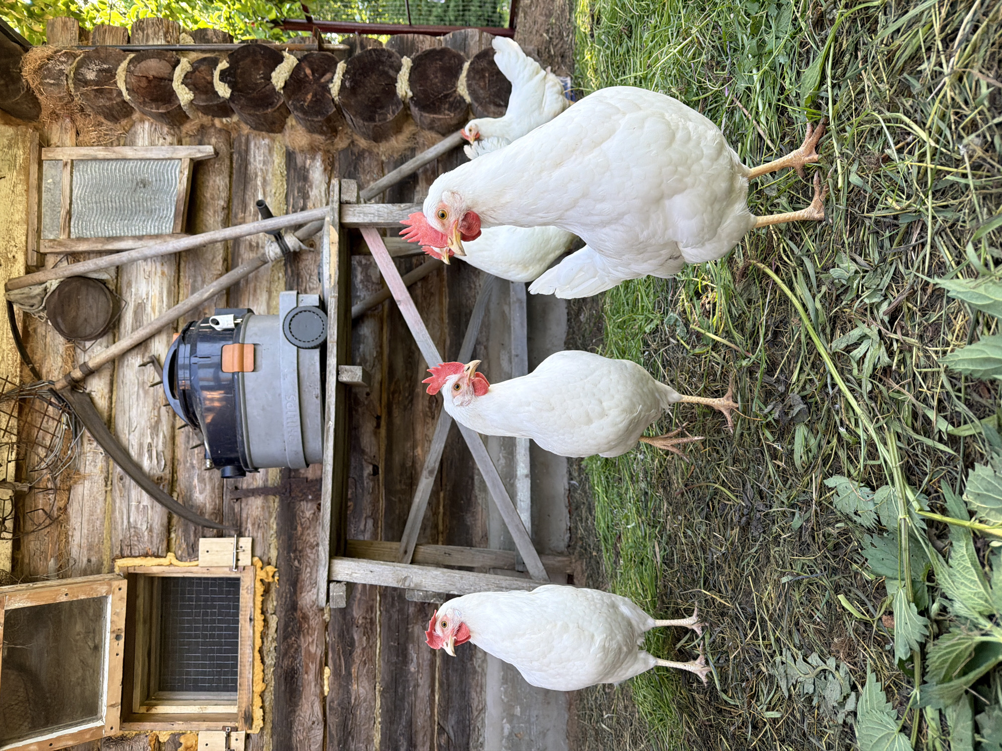 Rural backyard scenes with chickens documented in Noviy, Russia