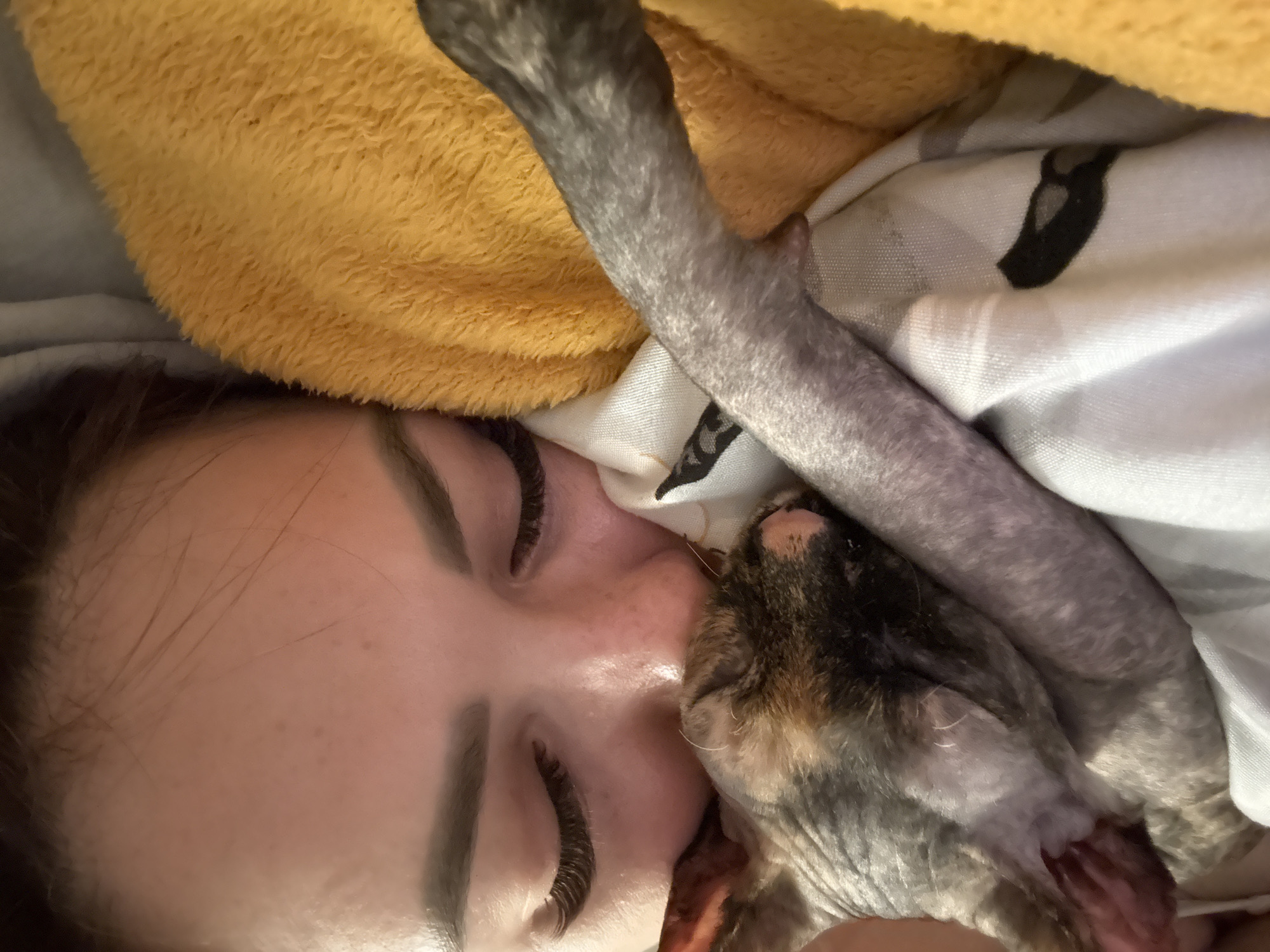 Person shares quiet moments with cats during evening hours