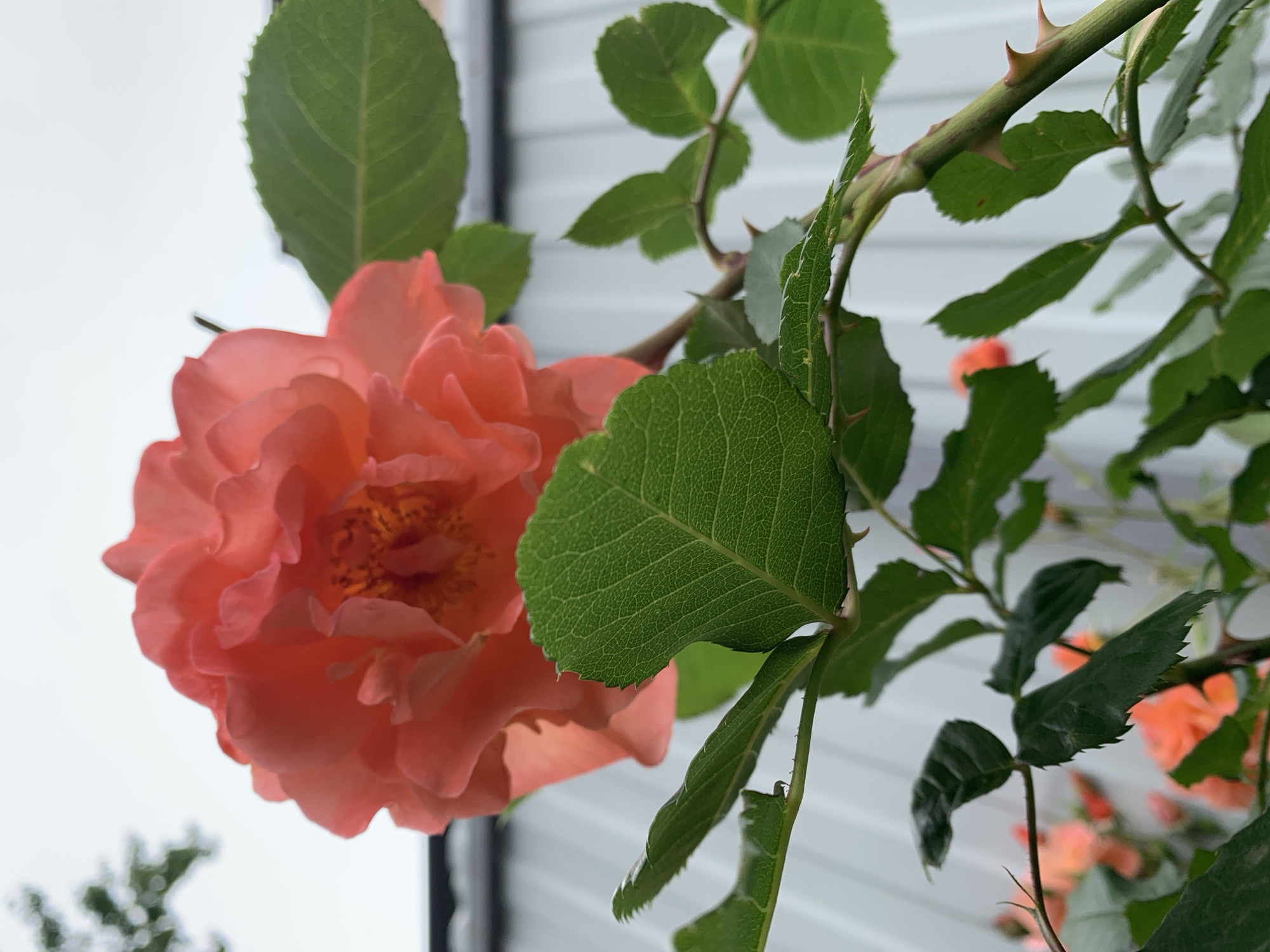 Garden Documentation: Roses, Plants, and Flowers Captured Over Hour