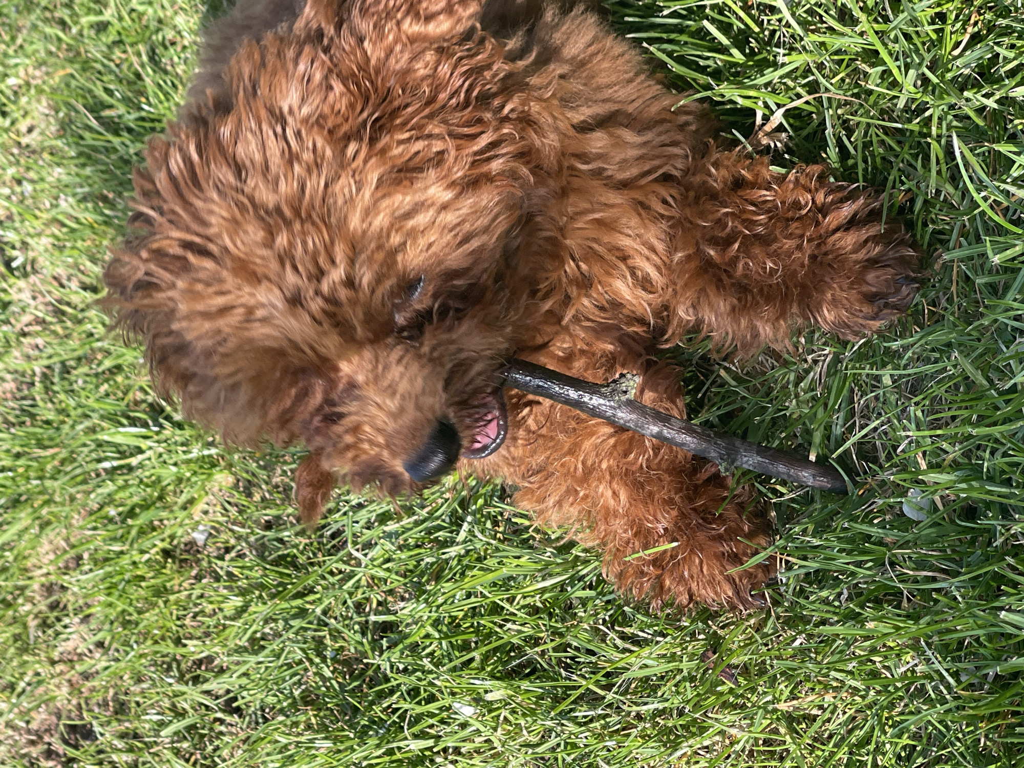 Morning garden playtime with curly-haired dog in Sofia backyard