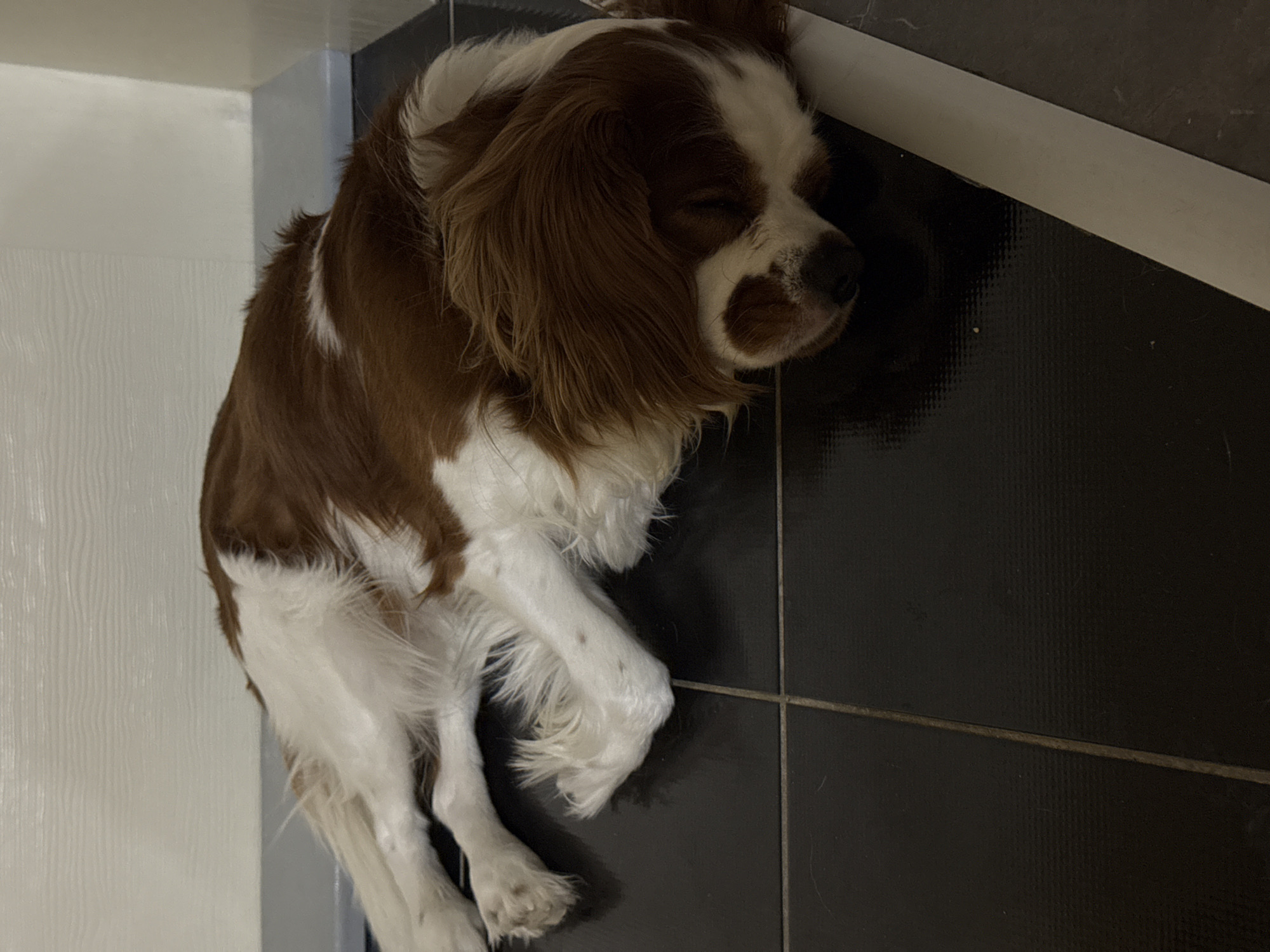 Cavalier King Charles Spaniel napping on tiled floor in Dobrich