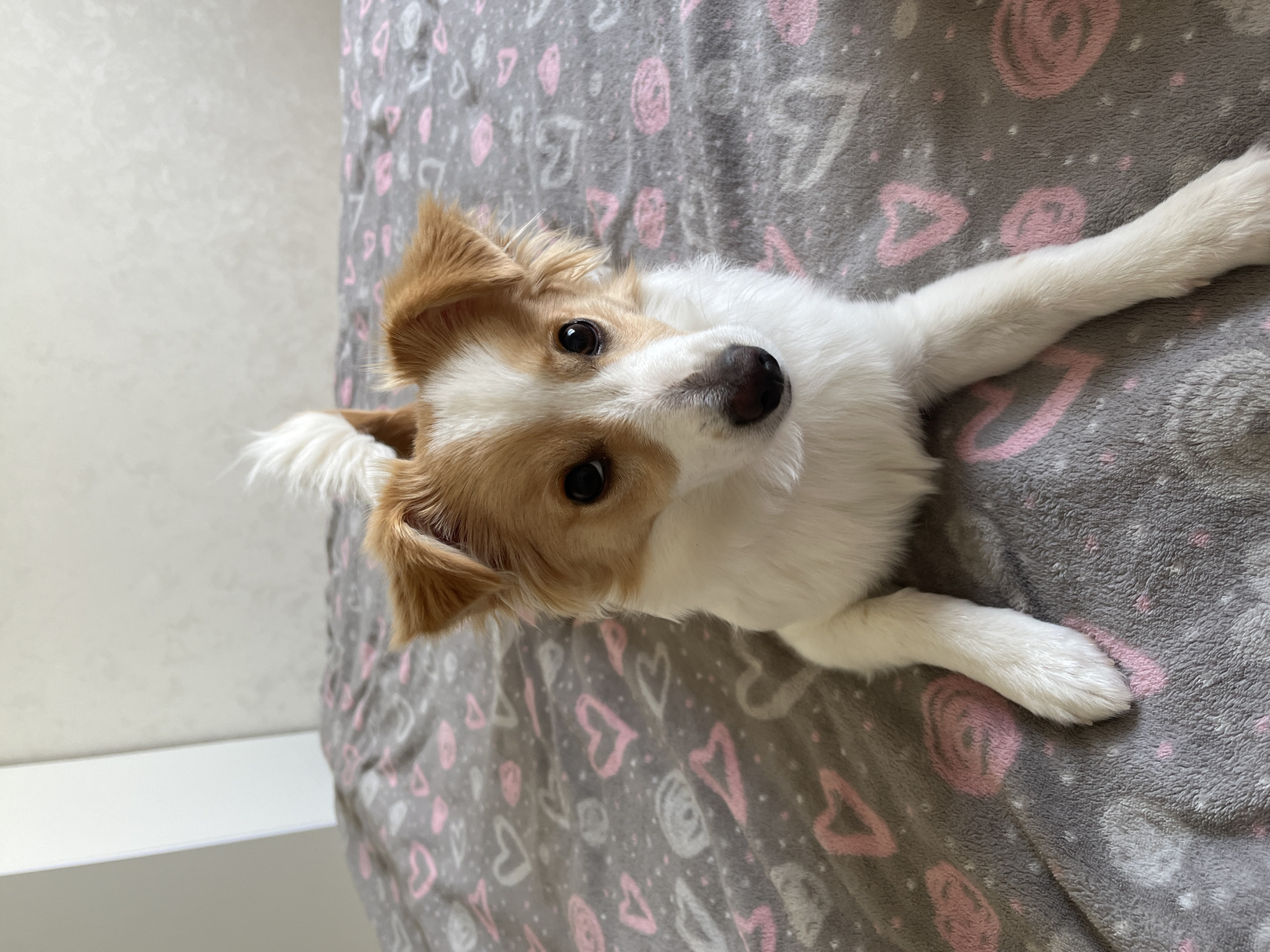 Dog relaxes on heart-patterned blanket during morning rest