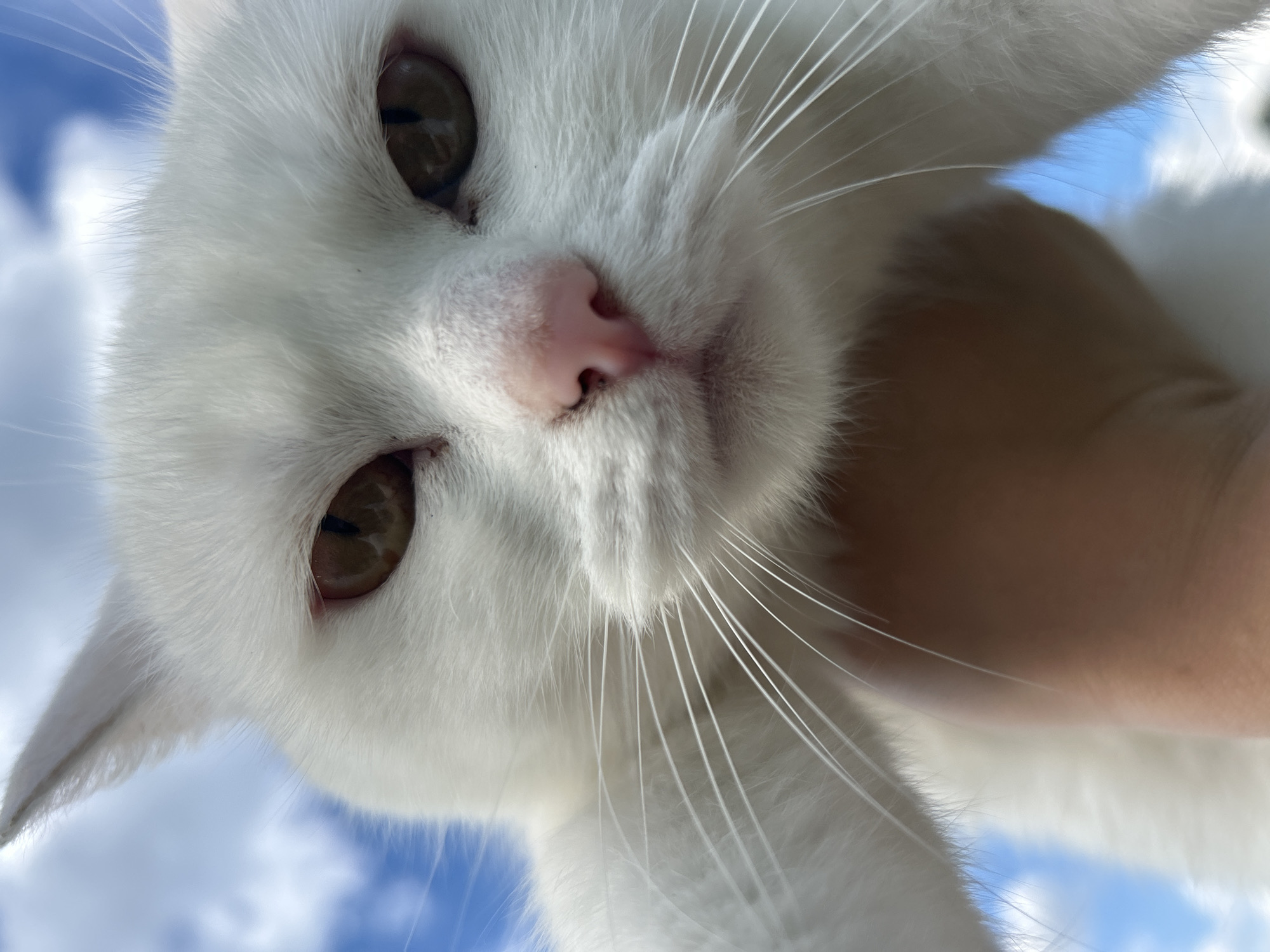 Lazy summer afternoon by the Kama River with a cat