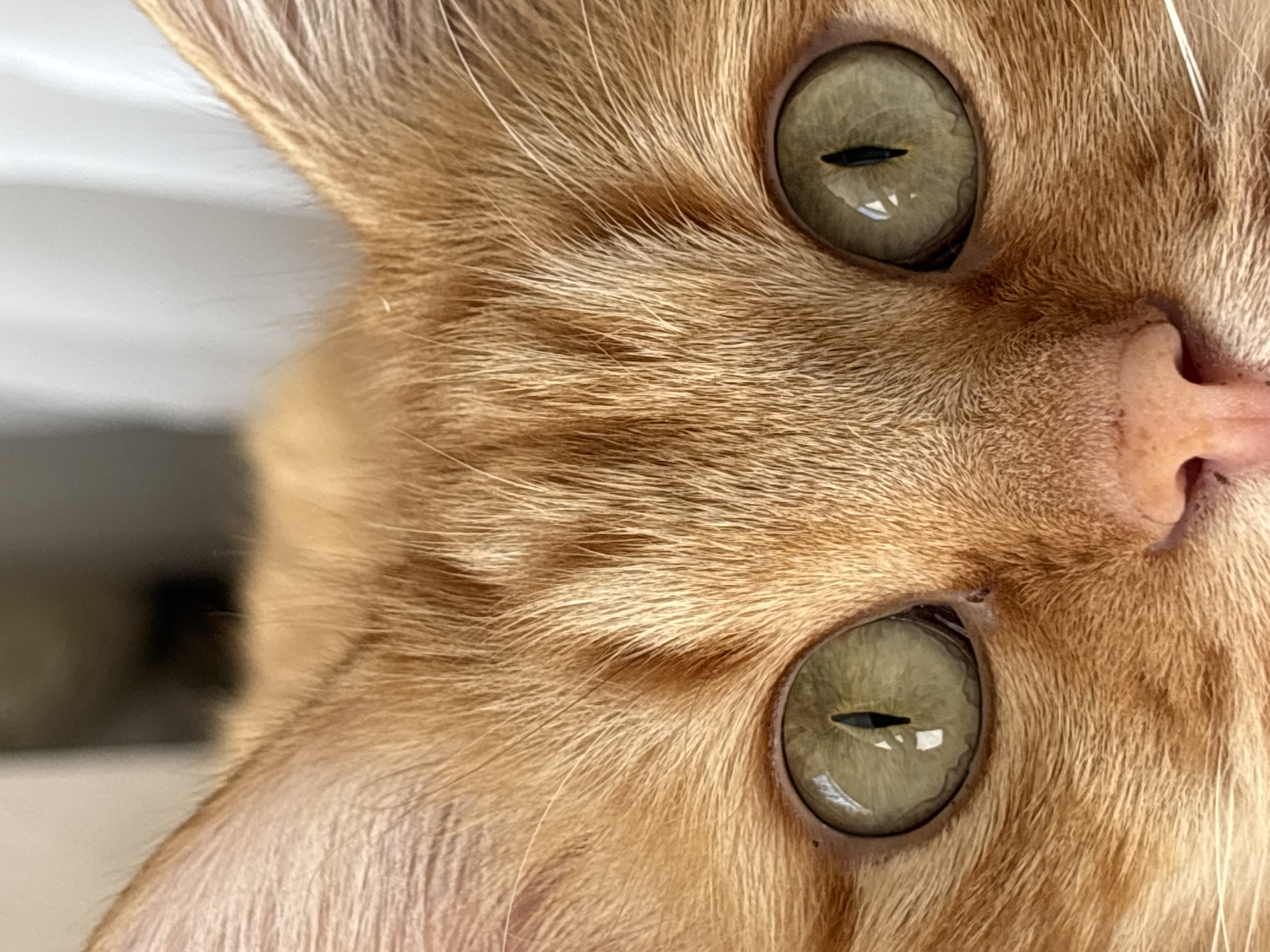 Close-up of an orange cat's face in Krasnodar