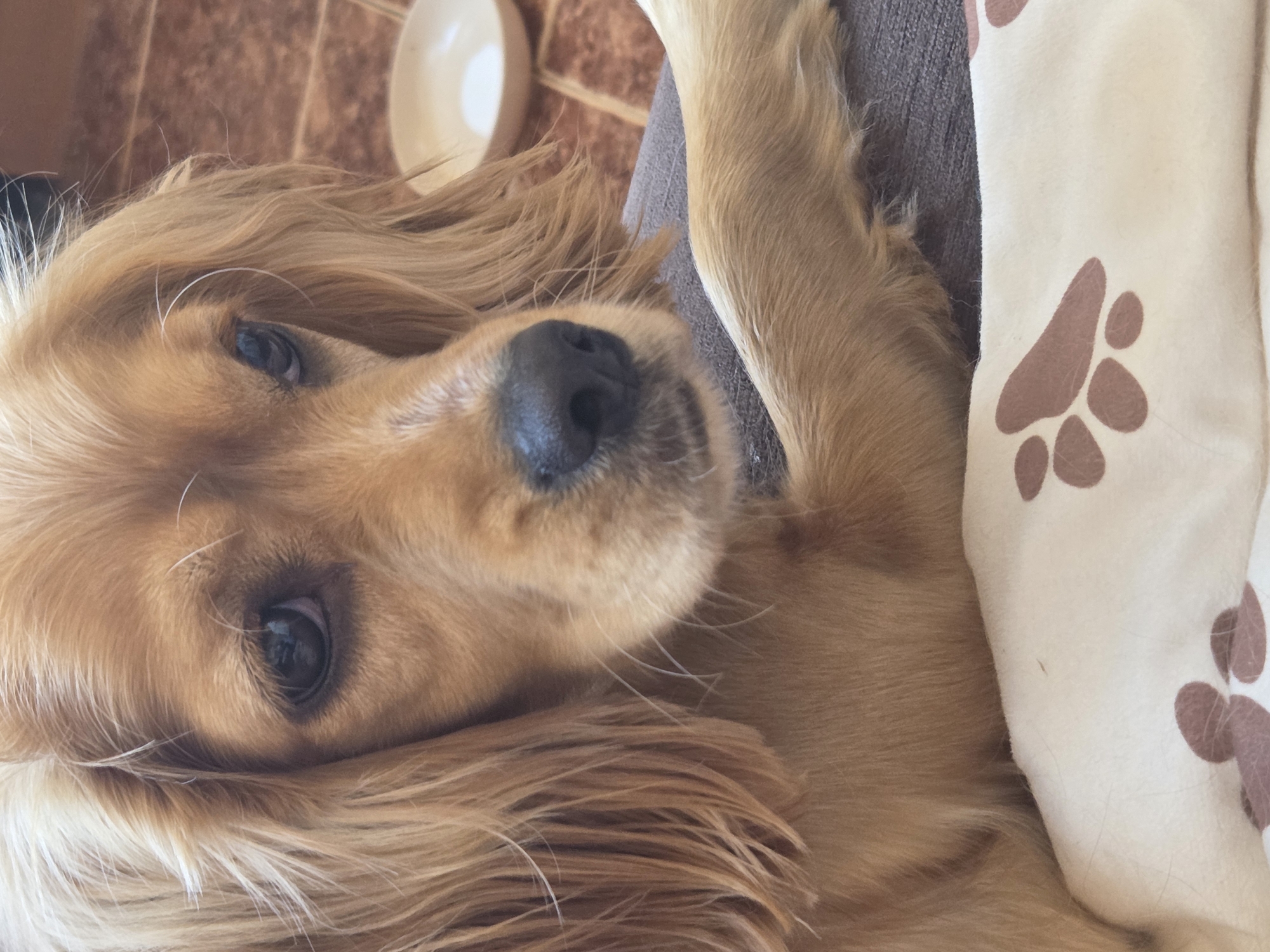 Golden Cocker Spaniel rests on paw-print blanket