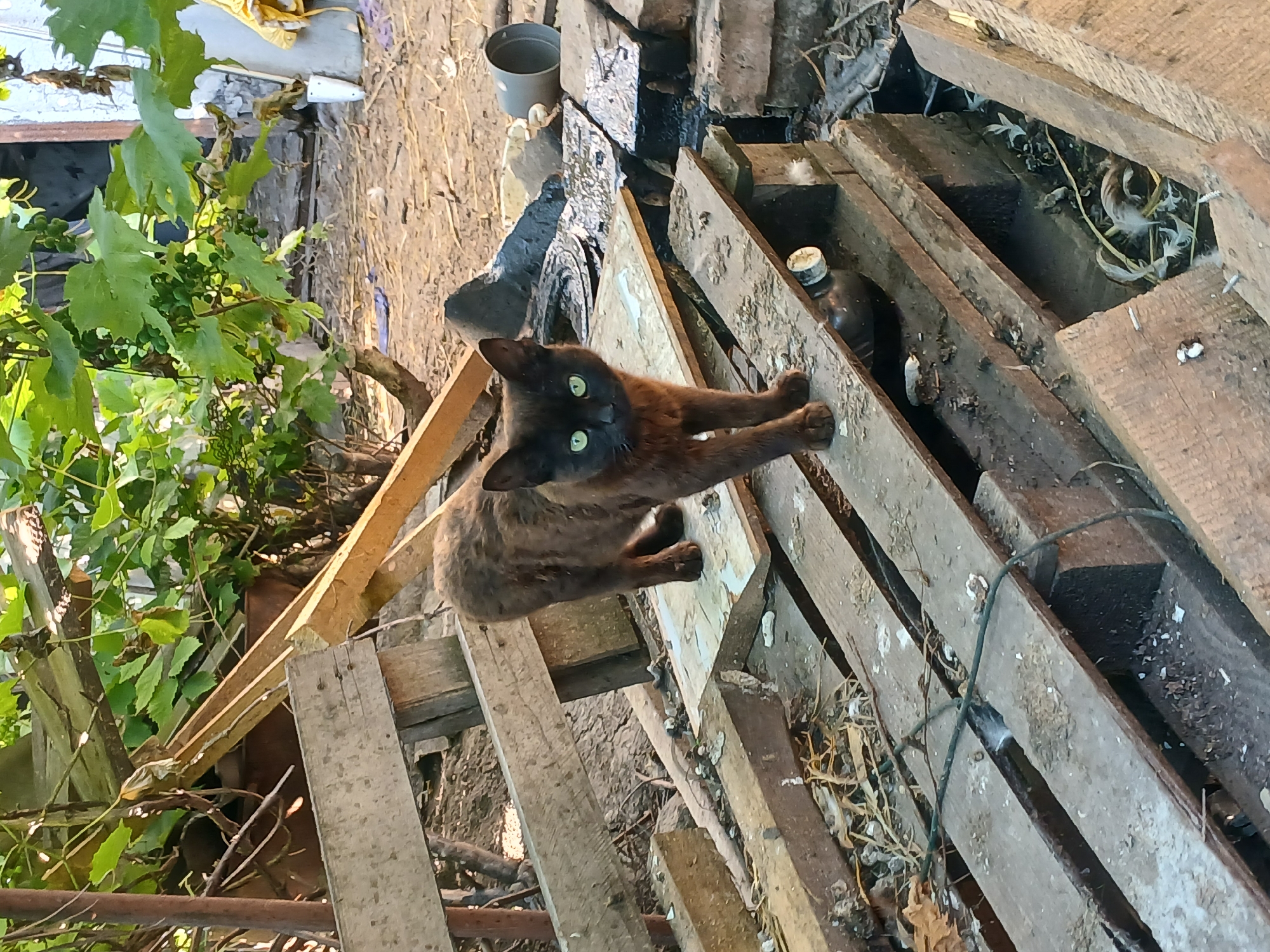 Cats, puppies, and a nest in rural Chutove