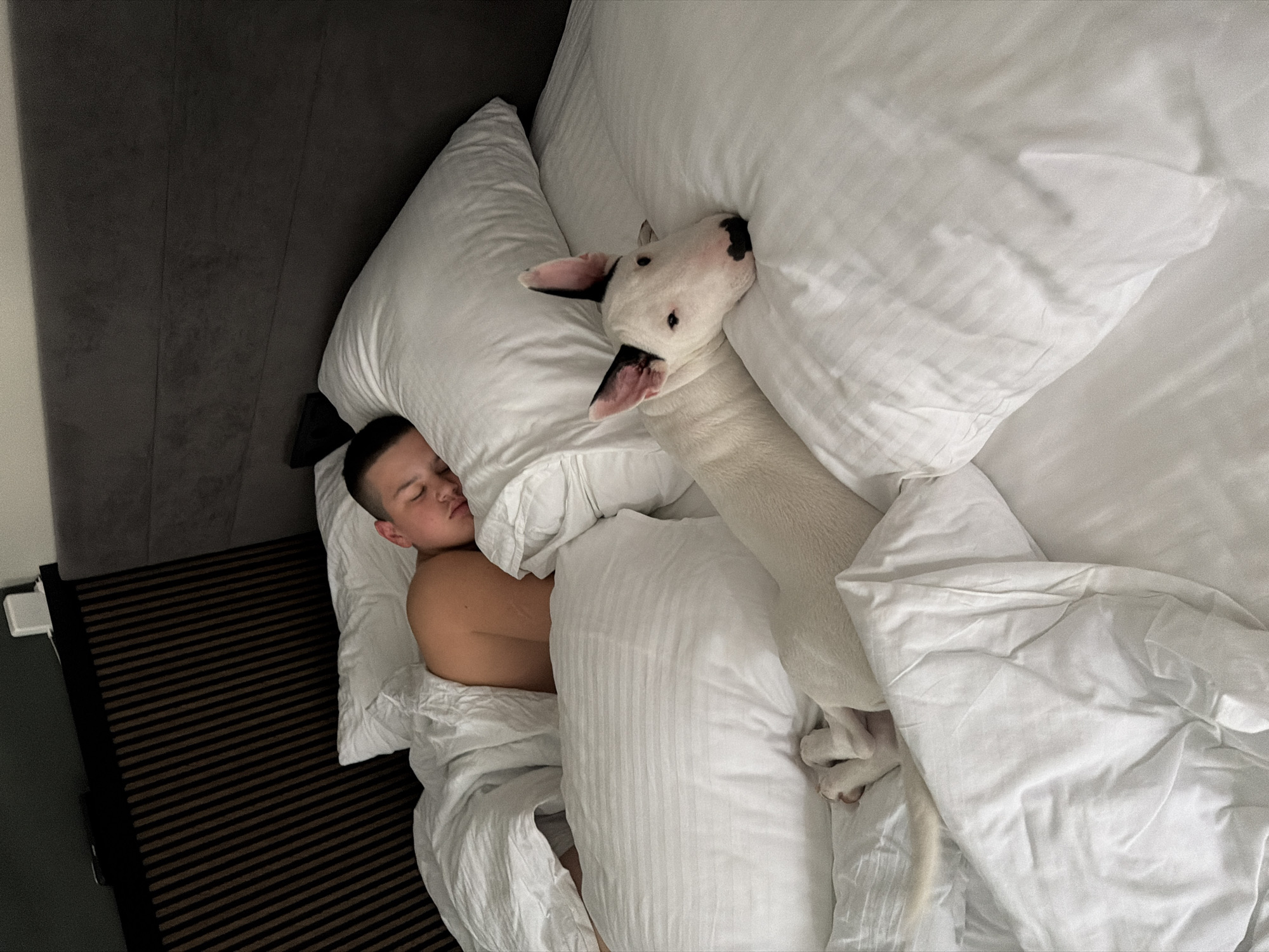Late-night dinner and a Bull Terrier at home in Morozovo