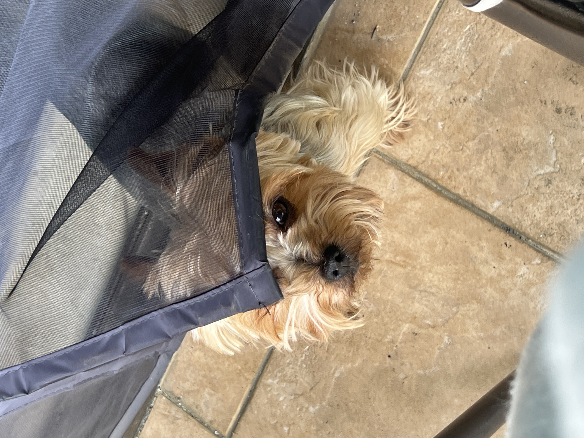 Yorkshire Terrier rests on tiled floor in Sofia