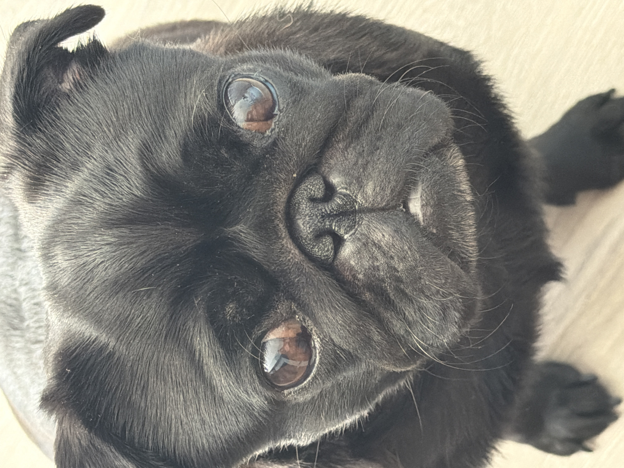 Black pug's lazy sunny afternoon, every angle covered