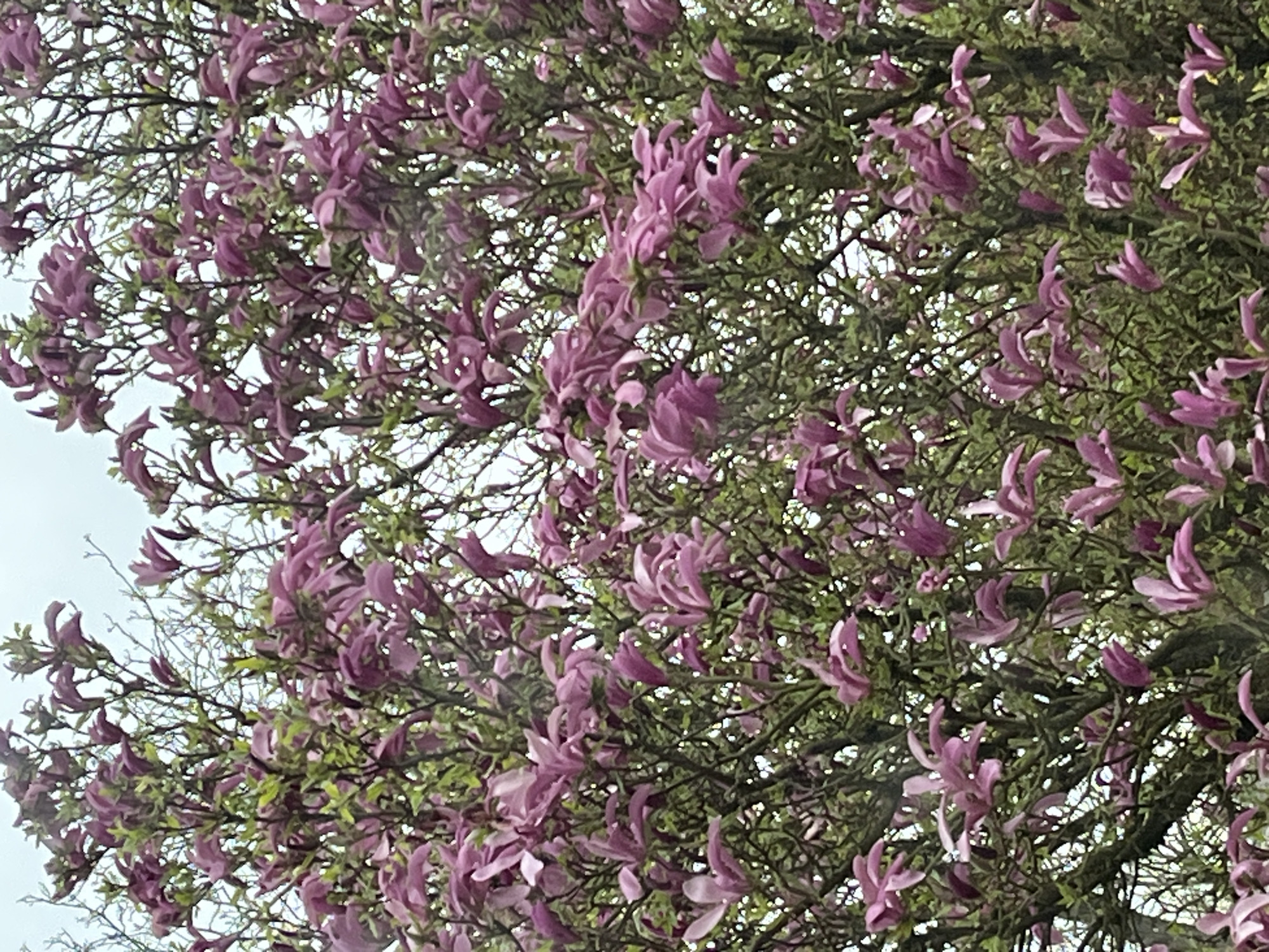 Spring blooms captured on flowering tree in Luxembourg