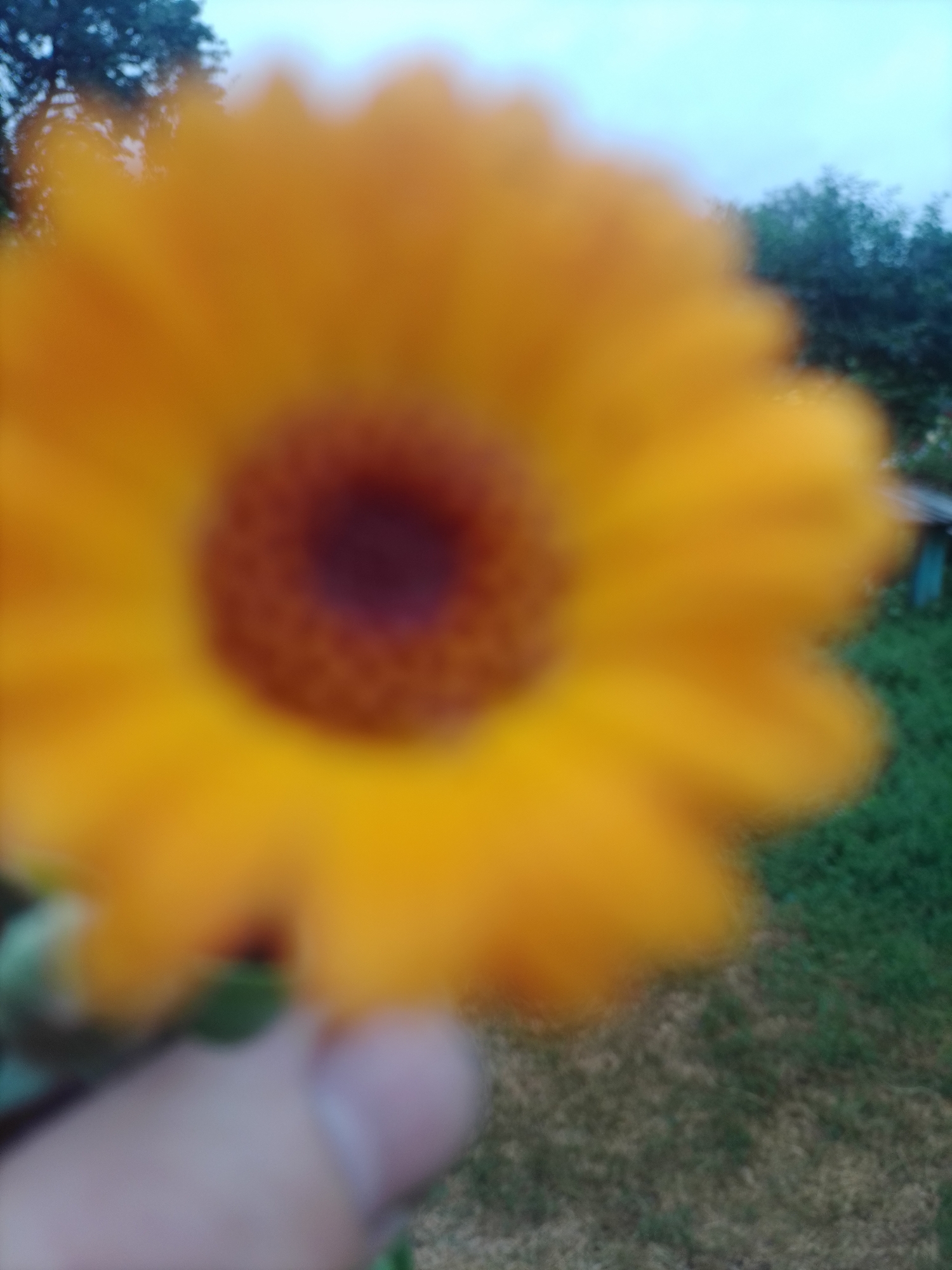 Summer garden life in Ustyvytsia: flowers, vegetables, and a rooster