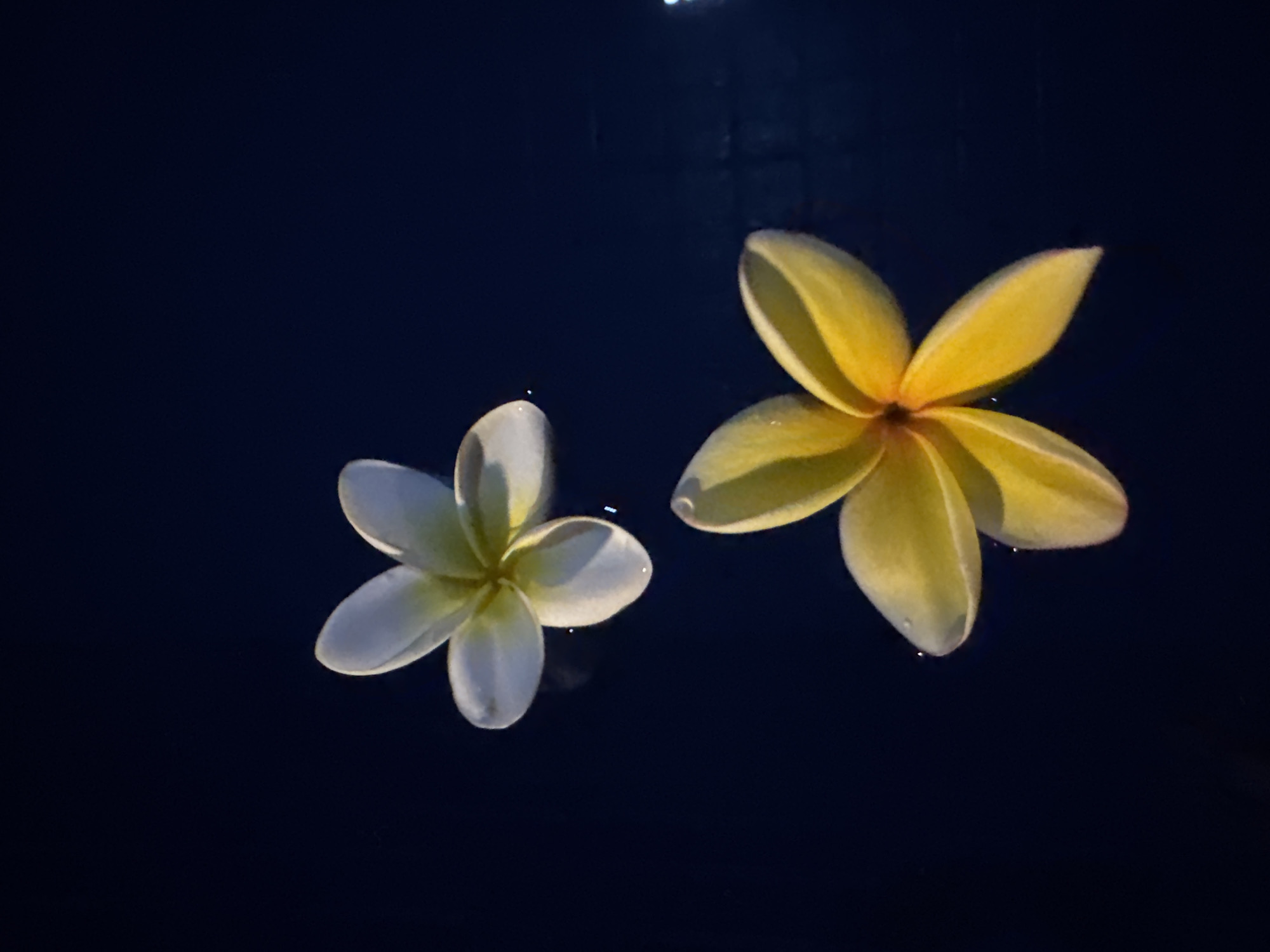 A quiet night at a Denpasar residence, flora and fauna included