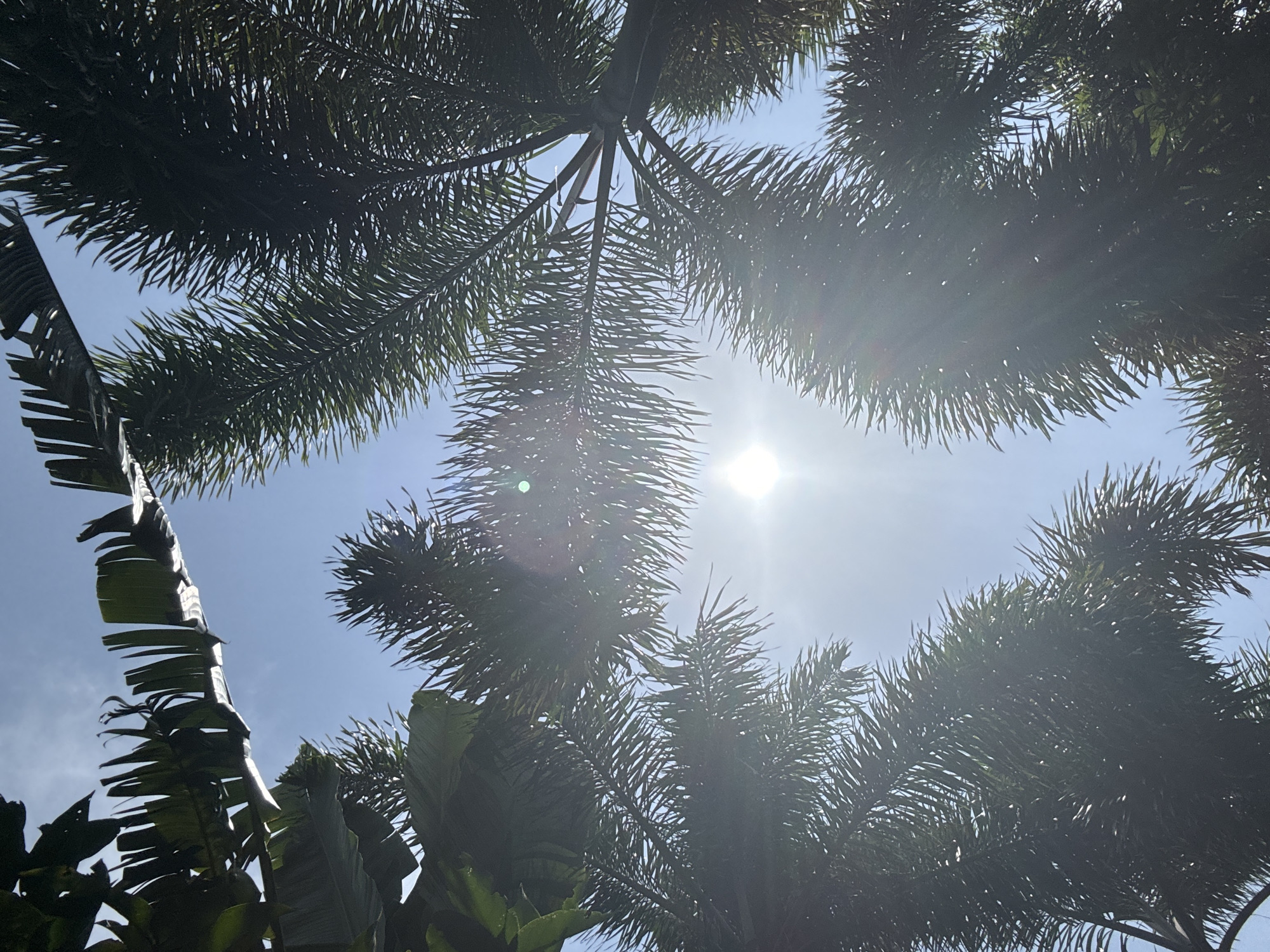 Tropical park scenes in Yingzhou: fountain, palms, and a swim