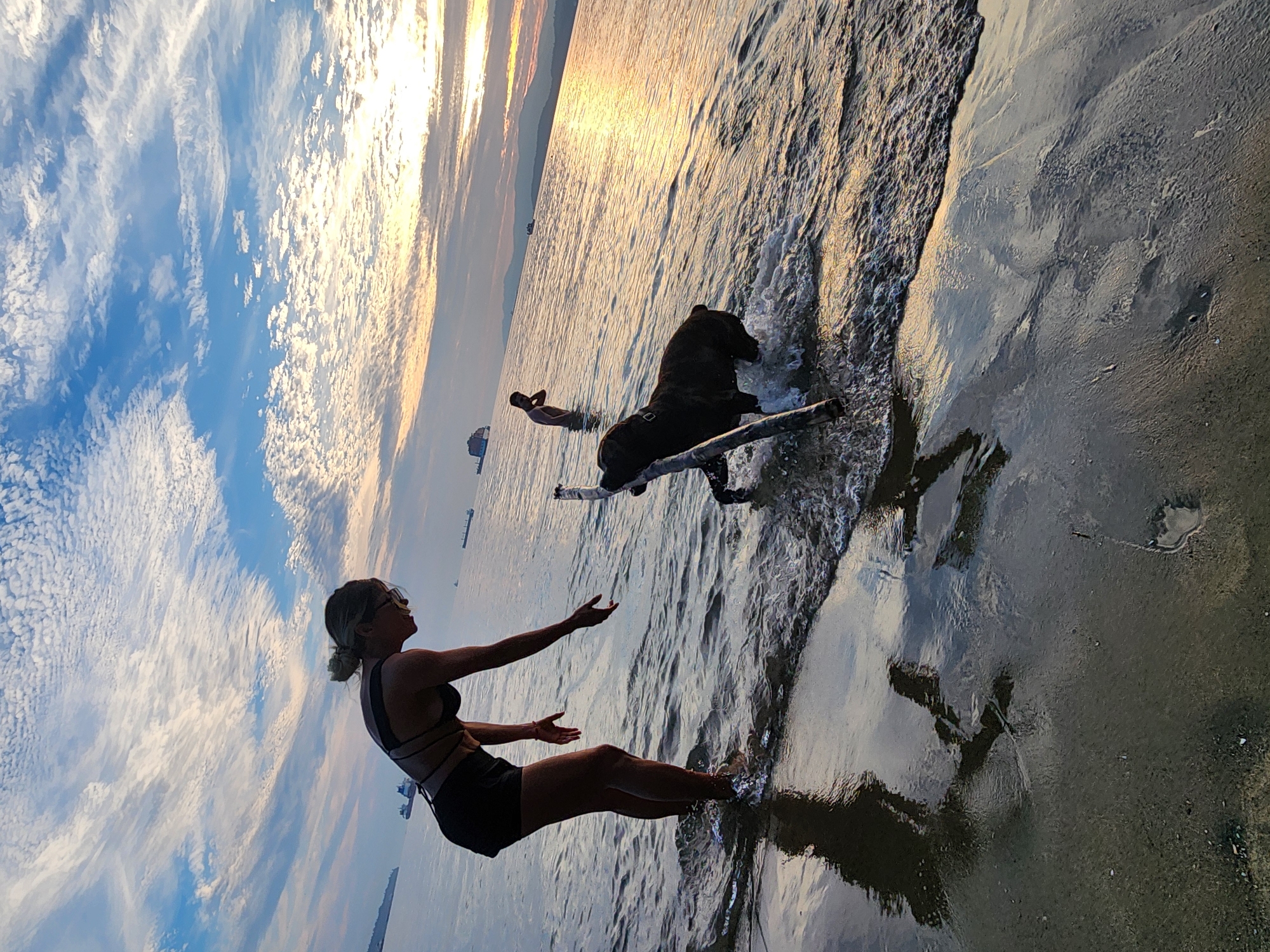 Beach day with a dog in the shallows and paddleboard nearby