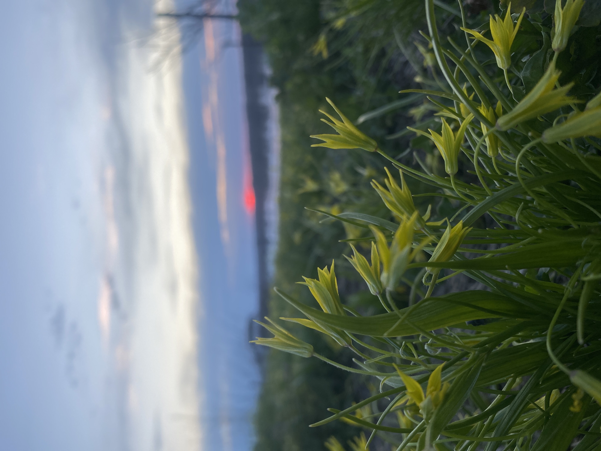 Spring flowers bloom at sunset in Olkhovka, Russia