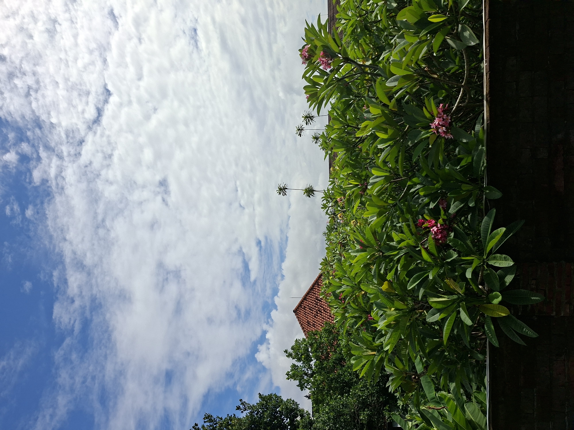 Plumeria flowers bloom under cloudy skies in Denpasar