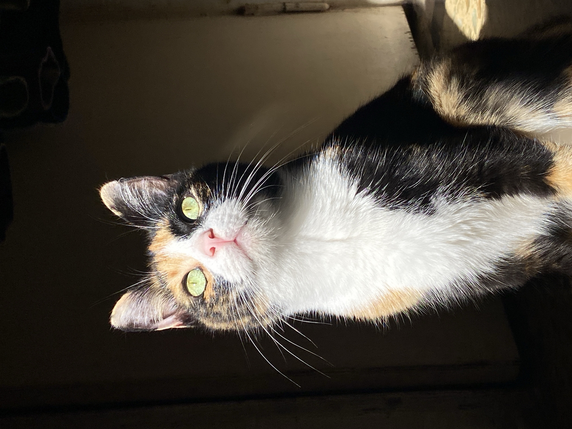 Calico cat portrait captured in Monte Grande, Argentina
