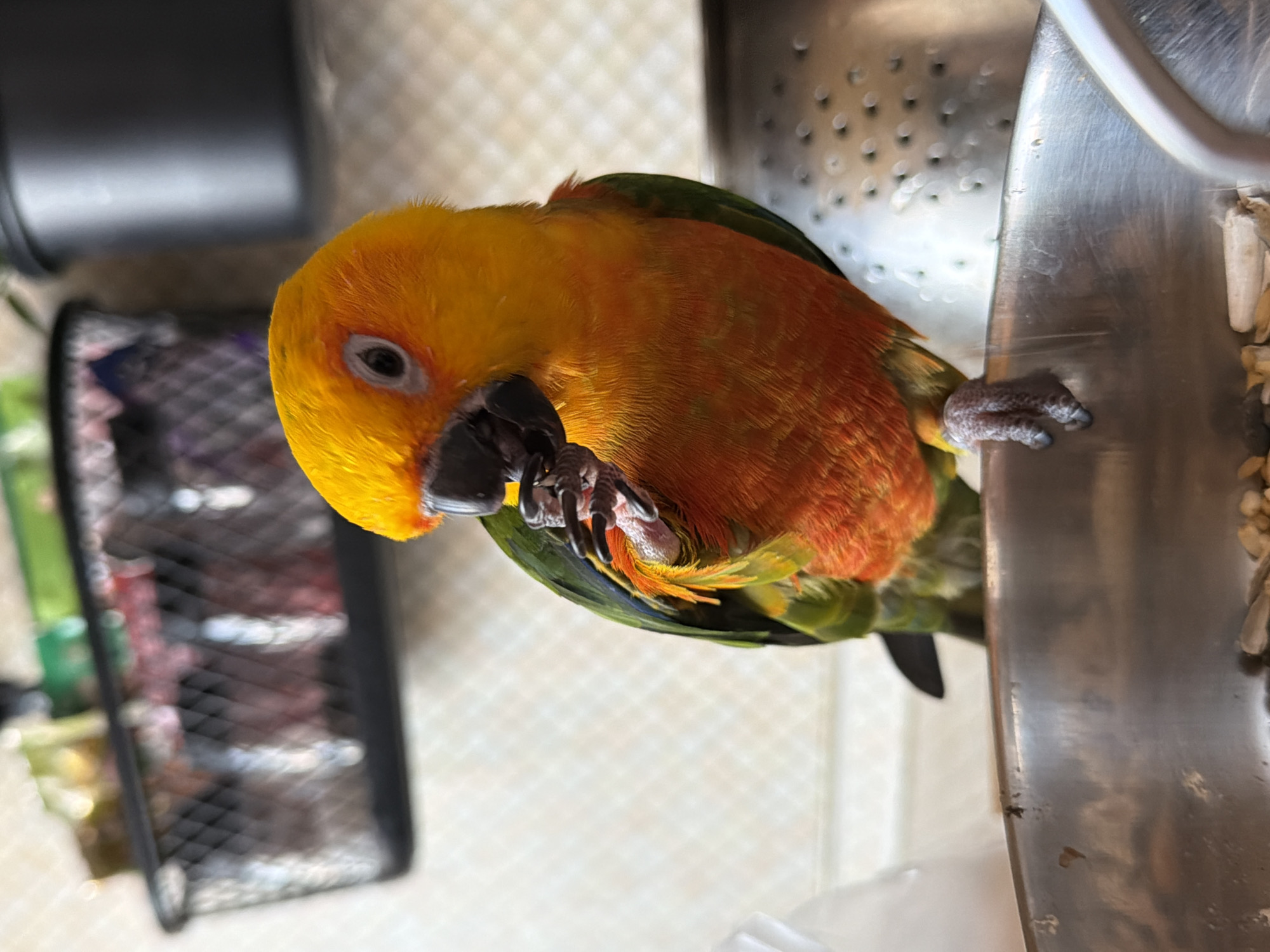Colorful parrot spotted on steel surface in Khimki, Russia