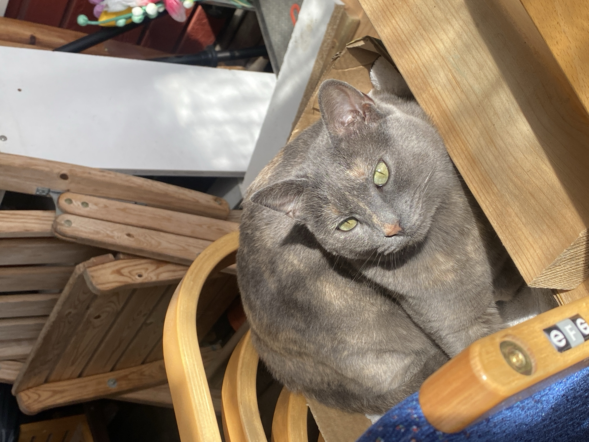 Green-eyed tortoiseshell cat documented lounging around Swedish home