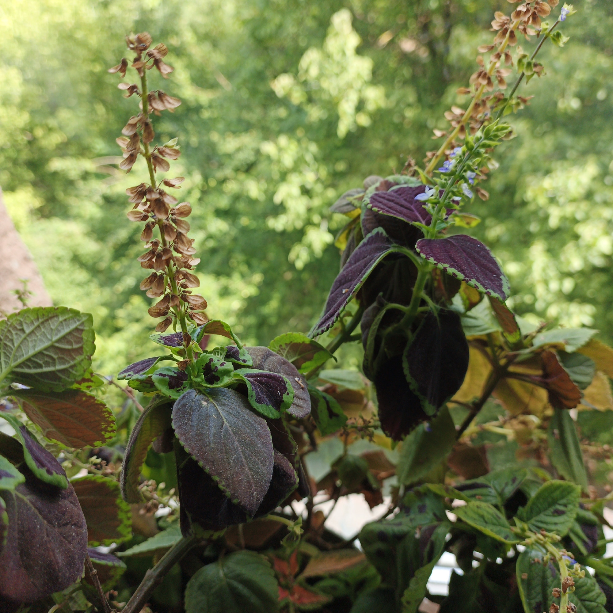 Close-up looks at houseplants, foliage textures, and a diamond painting