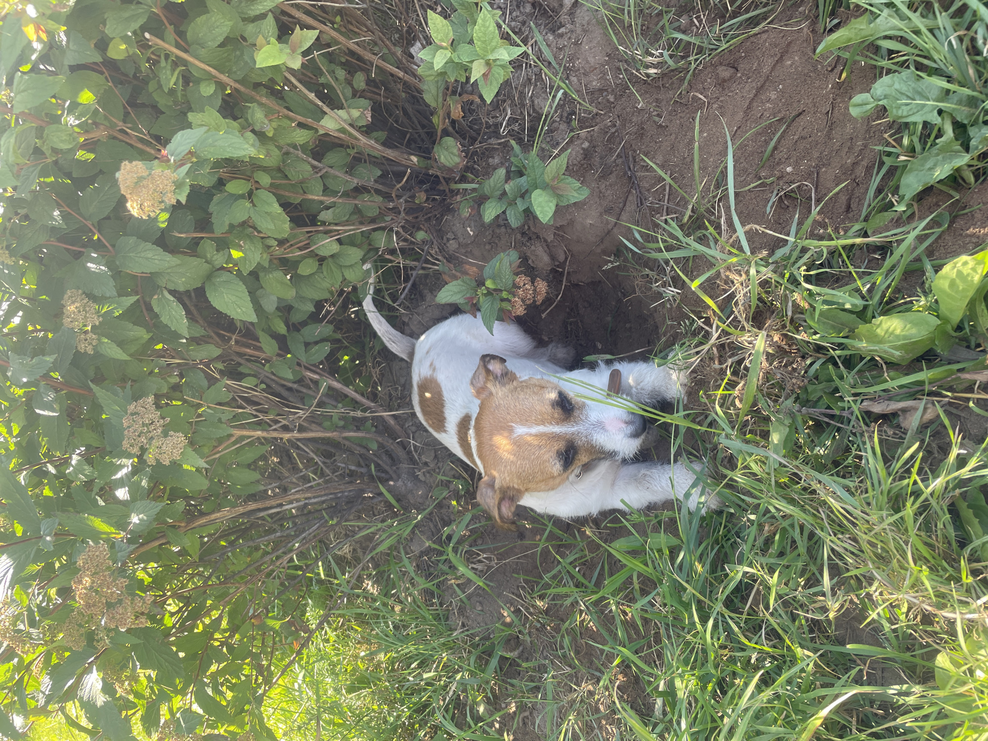 Dog resting in the grass, delivery scooter rolling past Saint Petersburg apartments