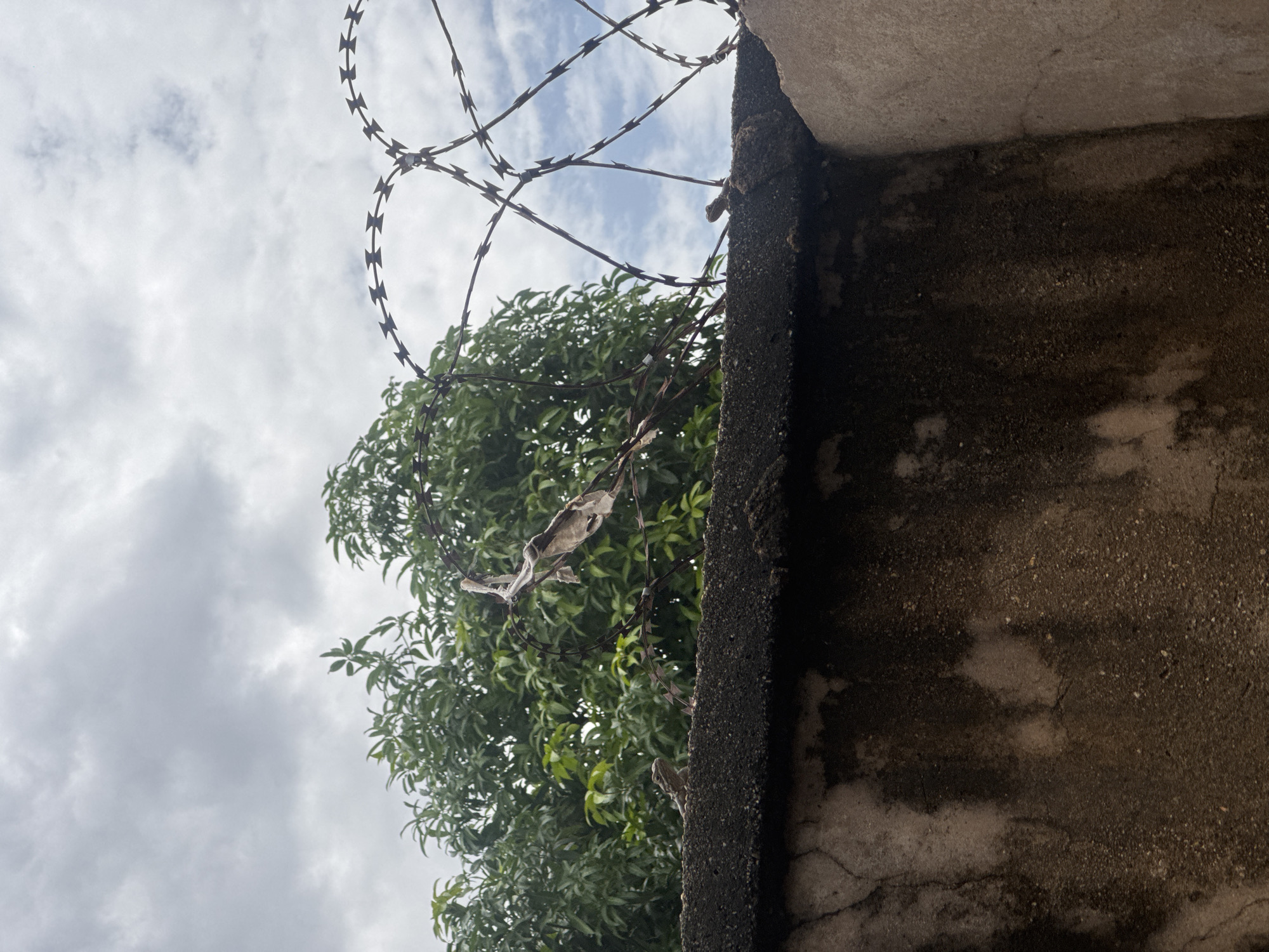 Street scenes, lizards, barbed wire, and a candid phone message