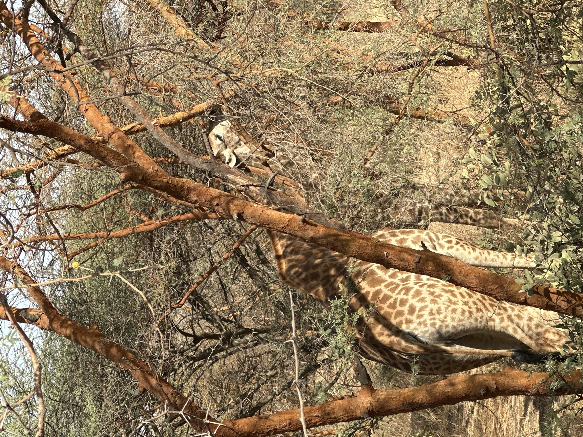Giraffe forages in thorny trees near Sindia, Senegal