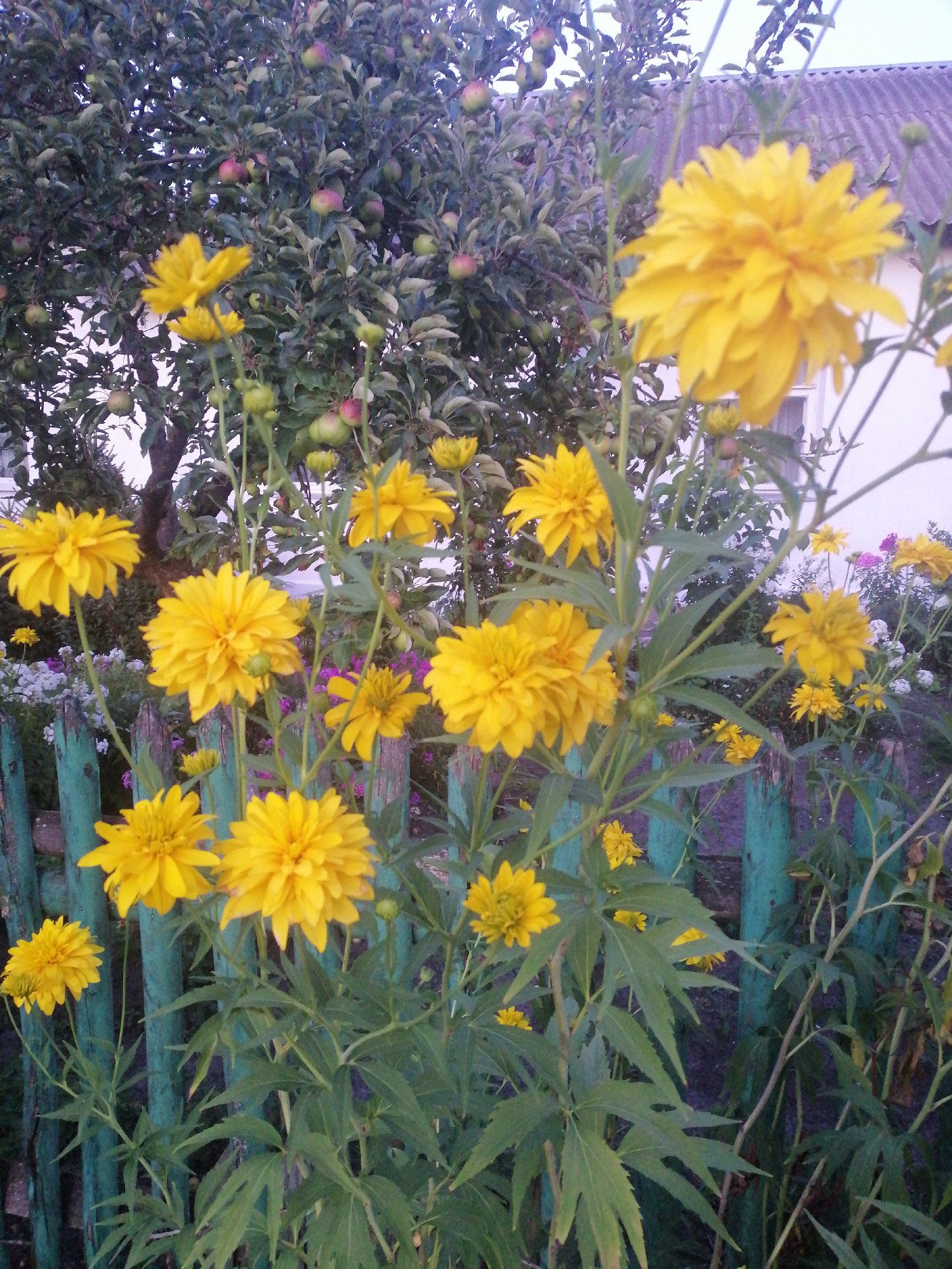 Goldenrod in full bloom behind a red metal fence, Lanivtsi