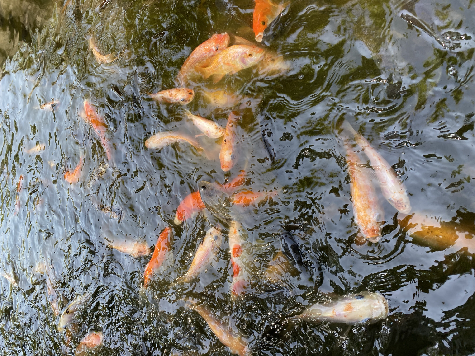 Morning at a Madiun park: koi ponds, playgrounds, and garden paths
