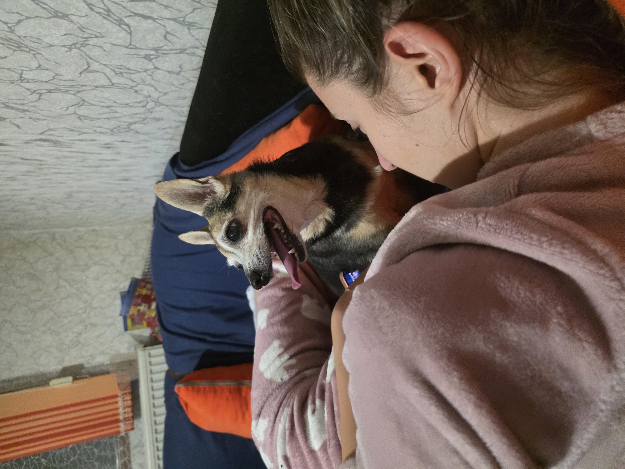 Quiet evening at home with pet dog in Targovishte