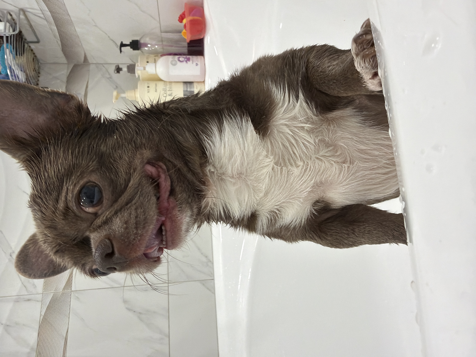 Small dog bath captured in multiple photos in Votkinsk